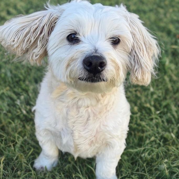 Enlarge Archie Von Marshmellow, an adopted Maltese in Newport Beach, CA image 4/5