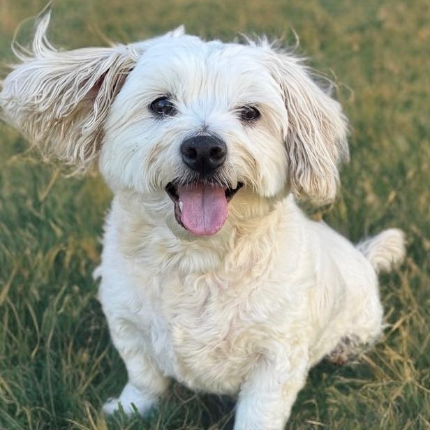 Archie Von Marshmellow, adopted, Adult Male Maltese.