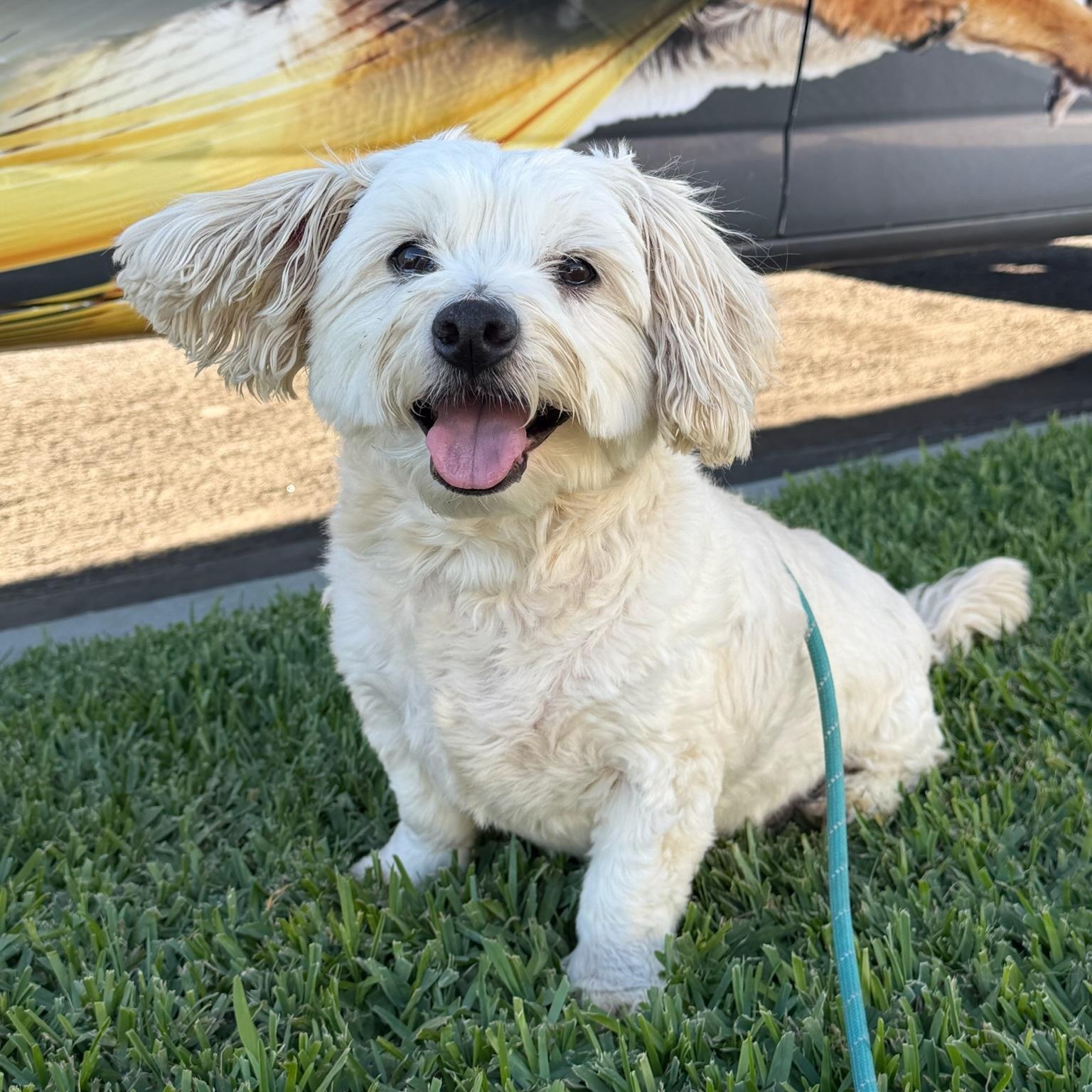 Enlarge Archie Von Marshmellow, an adopted Maltese in Newport Beach, CA image 3/5