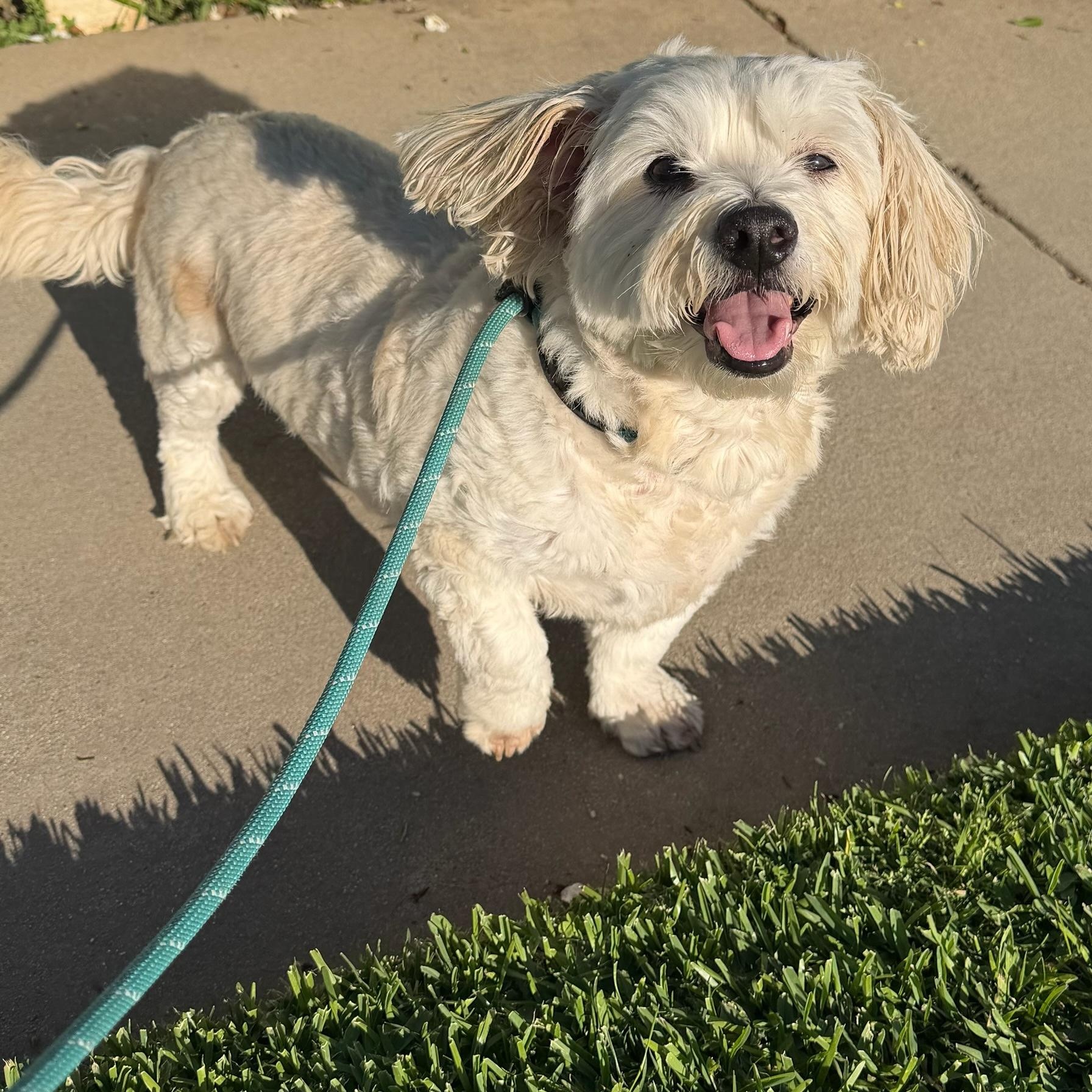 Enlarge Archie Von Marshmellow, an adopted Maltese in Newport Beach, CA image 5/5