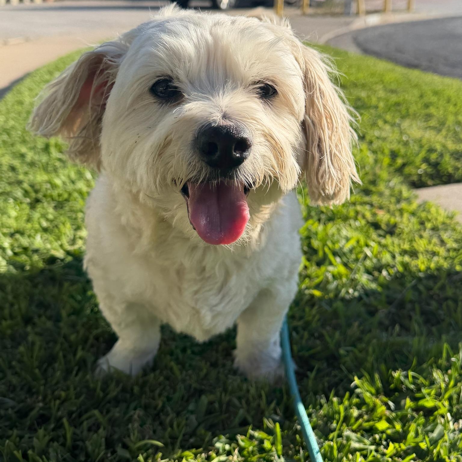 Enlarge Archie Von Marshmellow, an adopted Maltese in Newport Beach, CA image 2/5