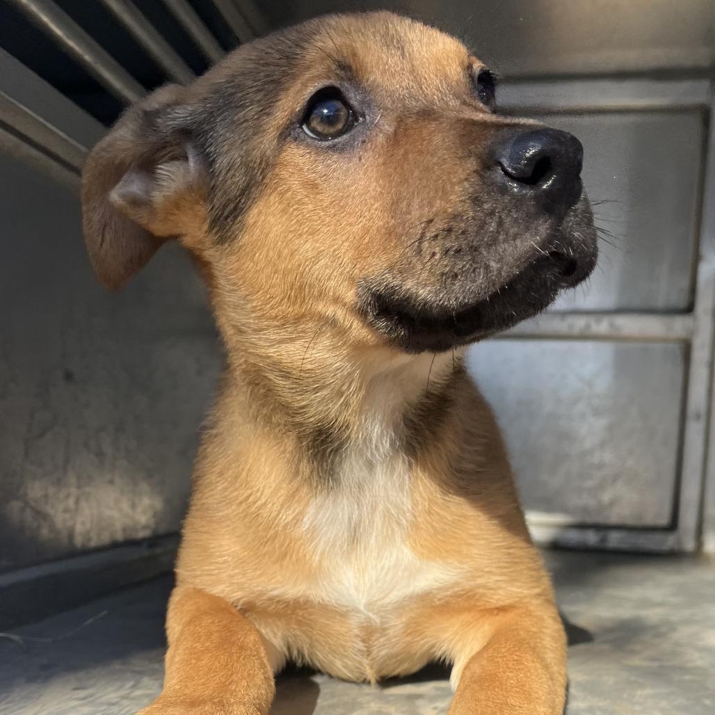 Sadie, Adoptable, Puppy Female Shepherd.