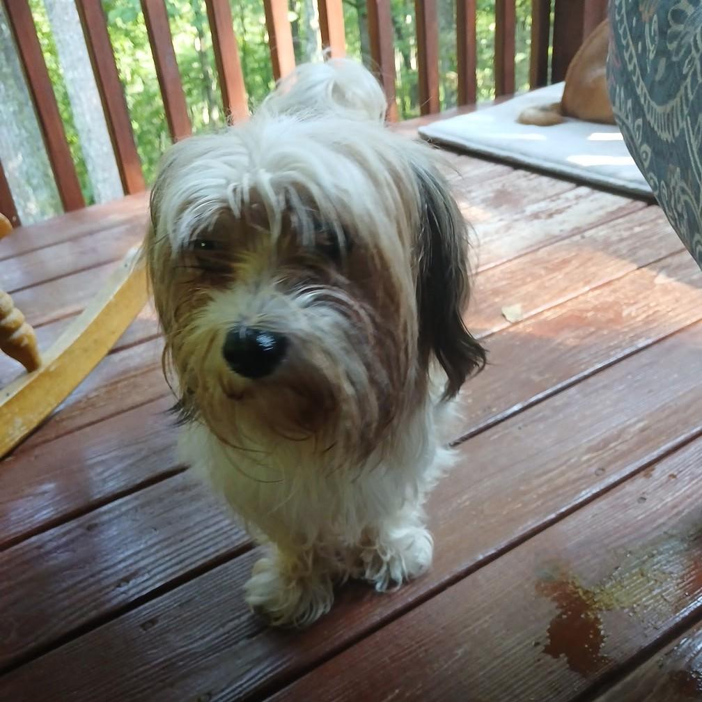 Enlarge Jerry, an adopted mixed breed in Sylva, NC image 2/5