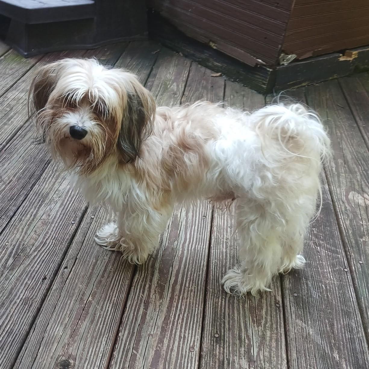 Jerry, adopted, Adult Male Shih Tzu & Terrier.