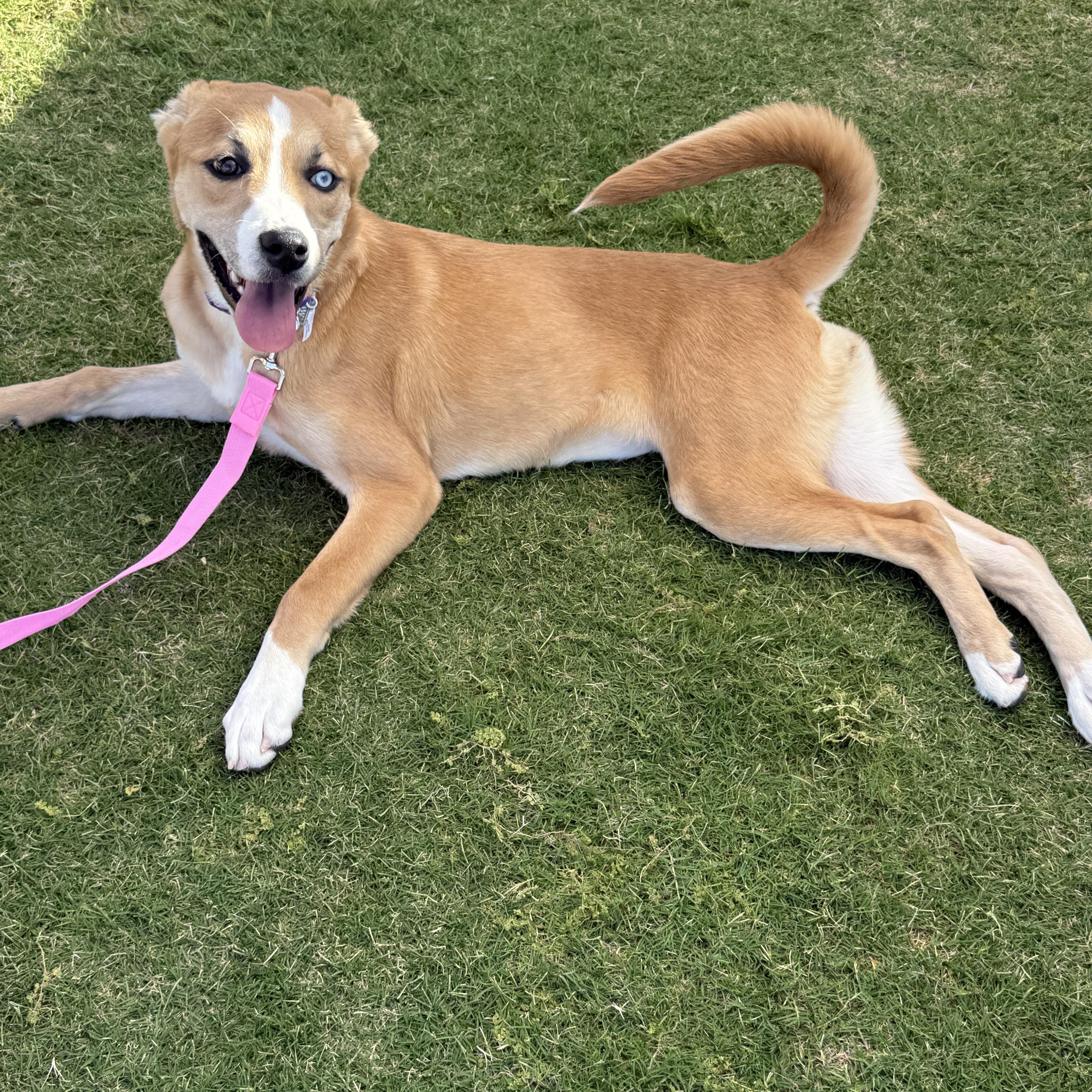 Enlarge 4365D Lizzie, a Adopted mixed breed in Phoenix, AZ image 1/1