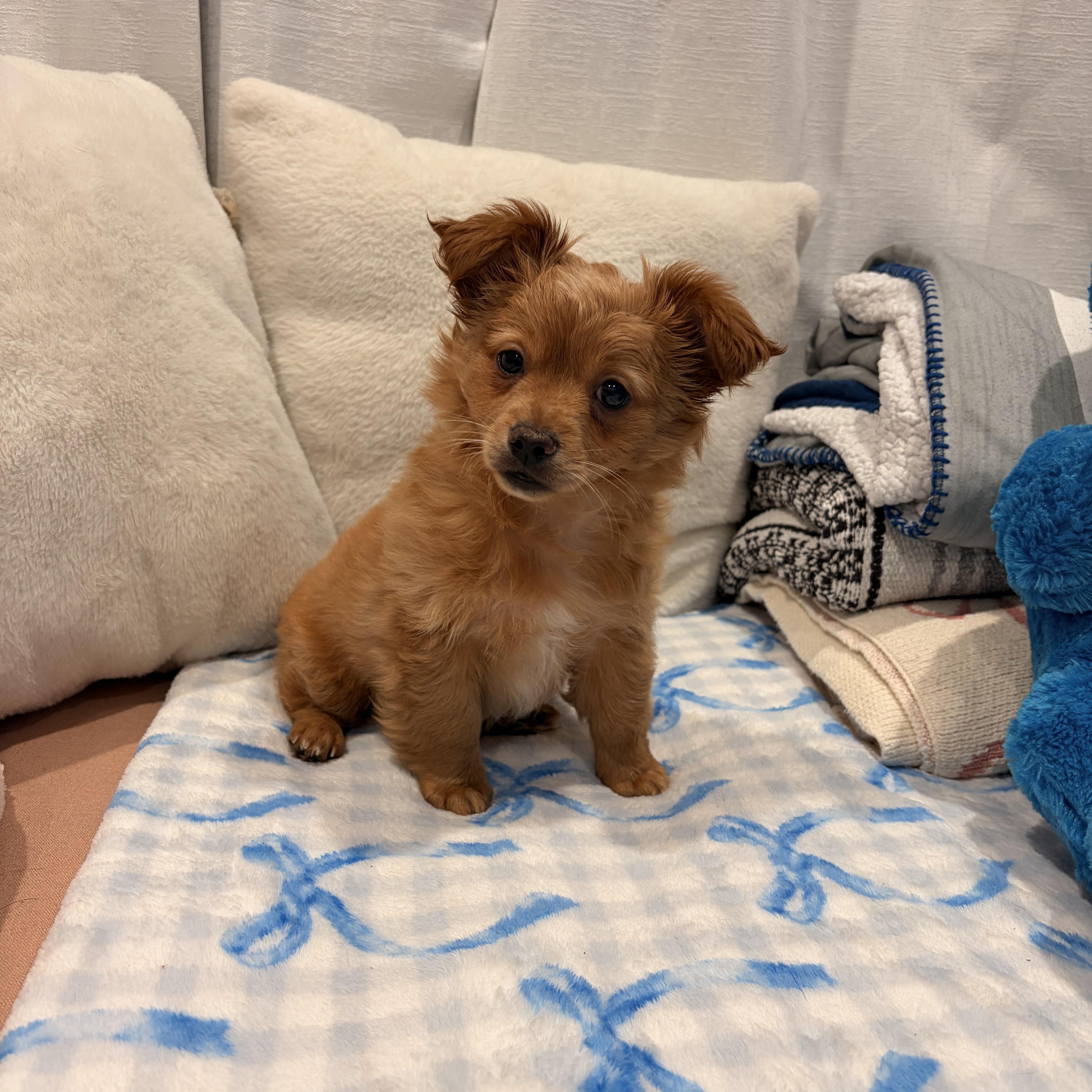 Enlarge Rio, a ADOPTABLE mixed breed in Torrance, CA image 2/4