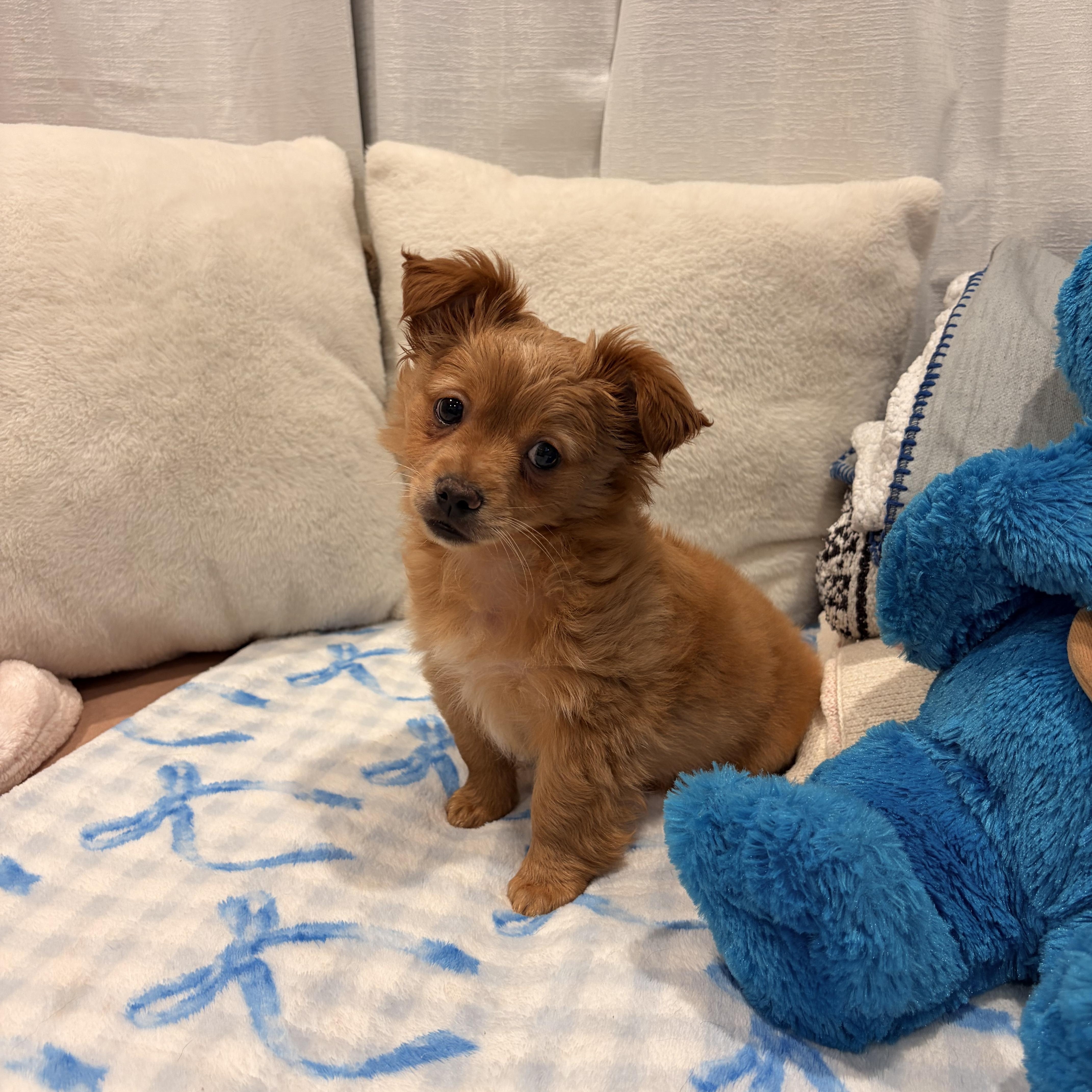 Enlarge Rio, a ADOPTABLE mixed breed in Torrance, CA image 4/4