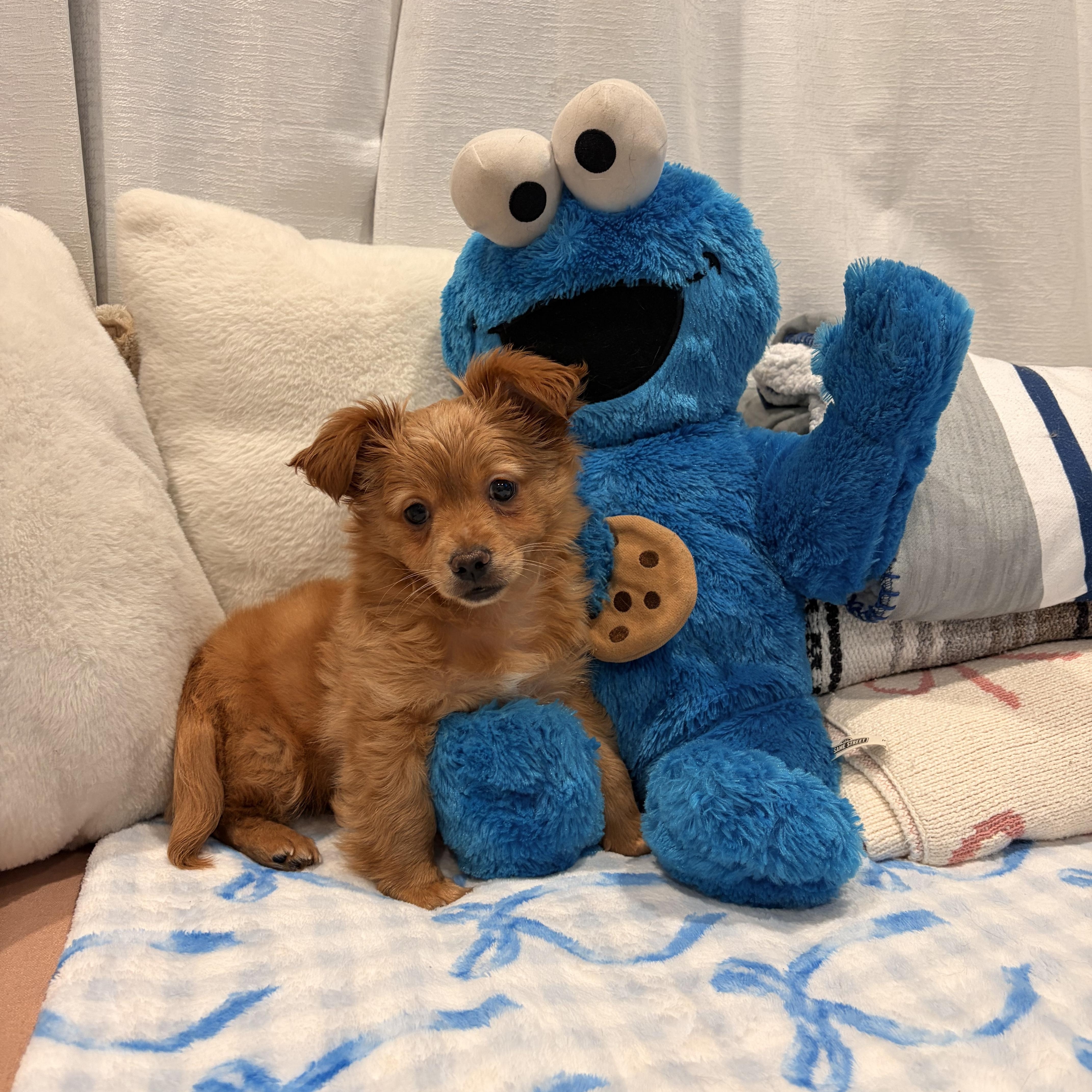 Rio, ADOPTABLE, Puppy Male Pomeranian & Chihuahua.