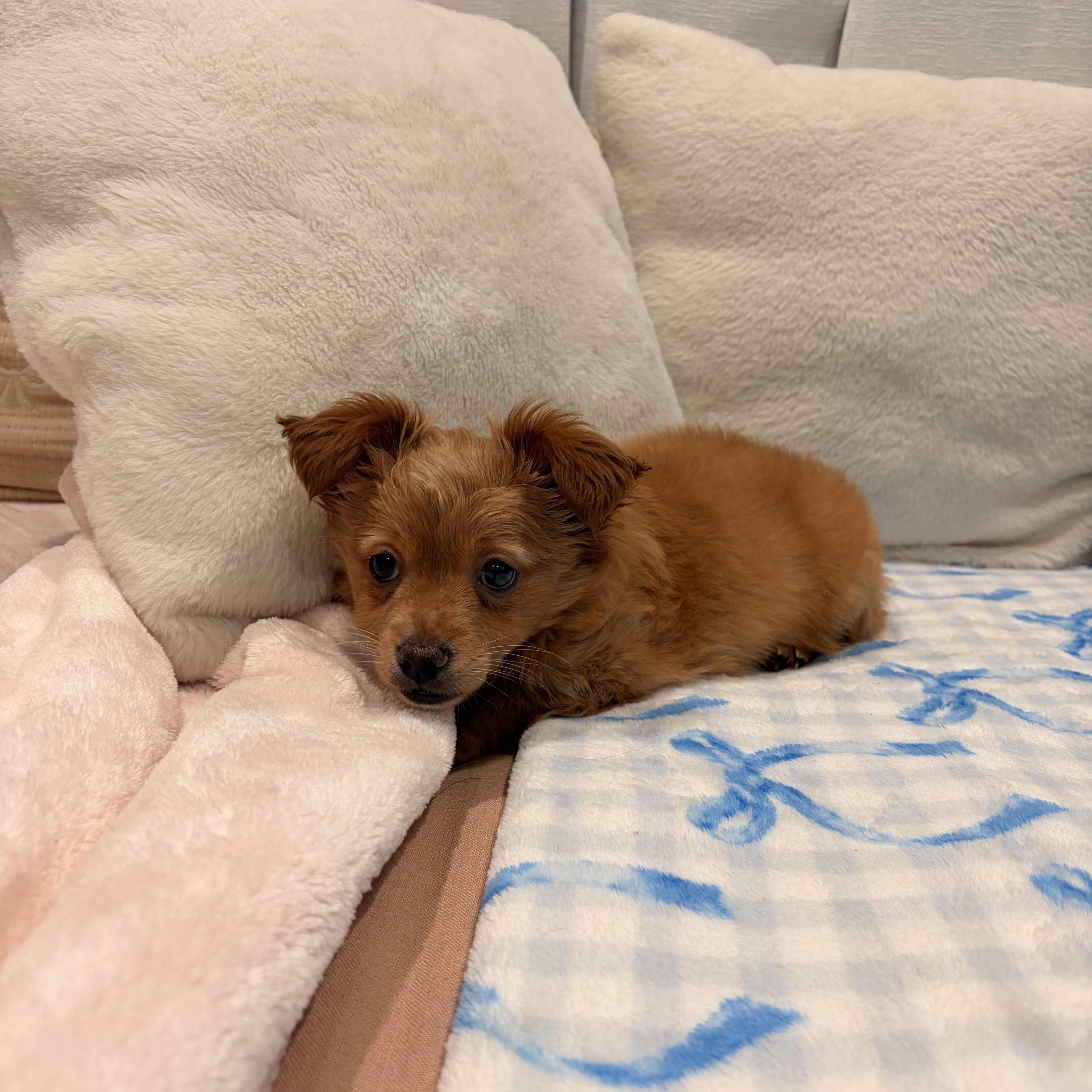 Enlarge Rio, a ADOPTABLE mixed breed in Torrance, CA image 3/4