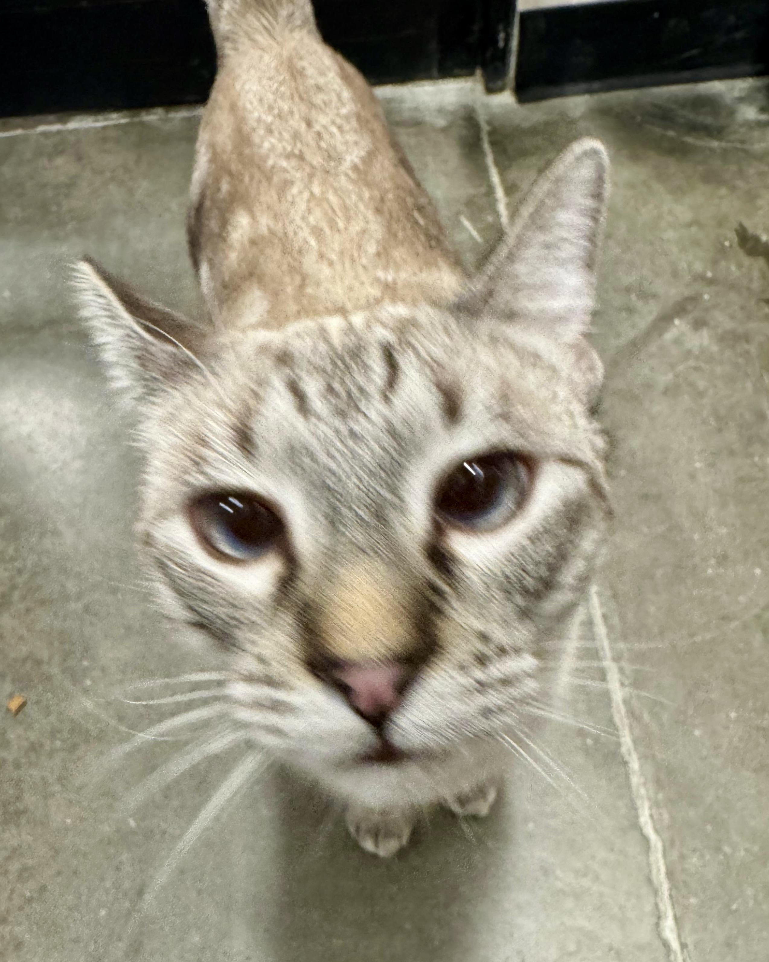 Enlarge Porky Pig, a Adoptable mixed breed in San Juan Capistrano, CA image 5/6