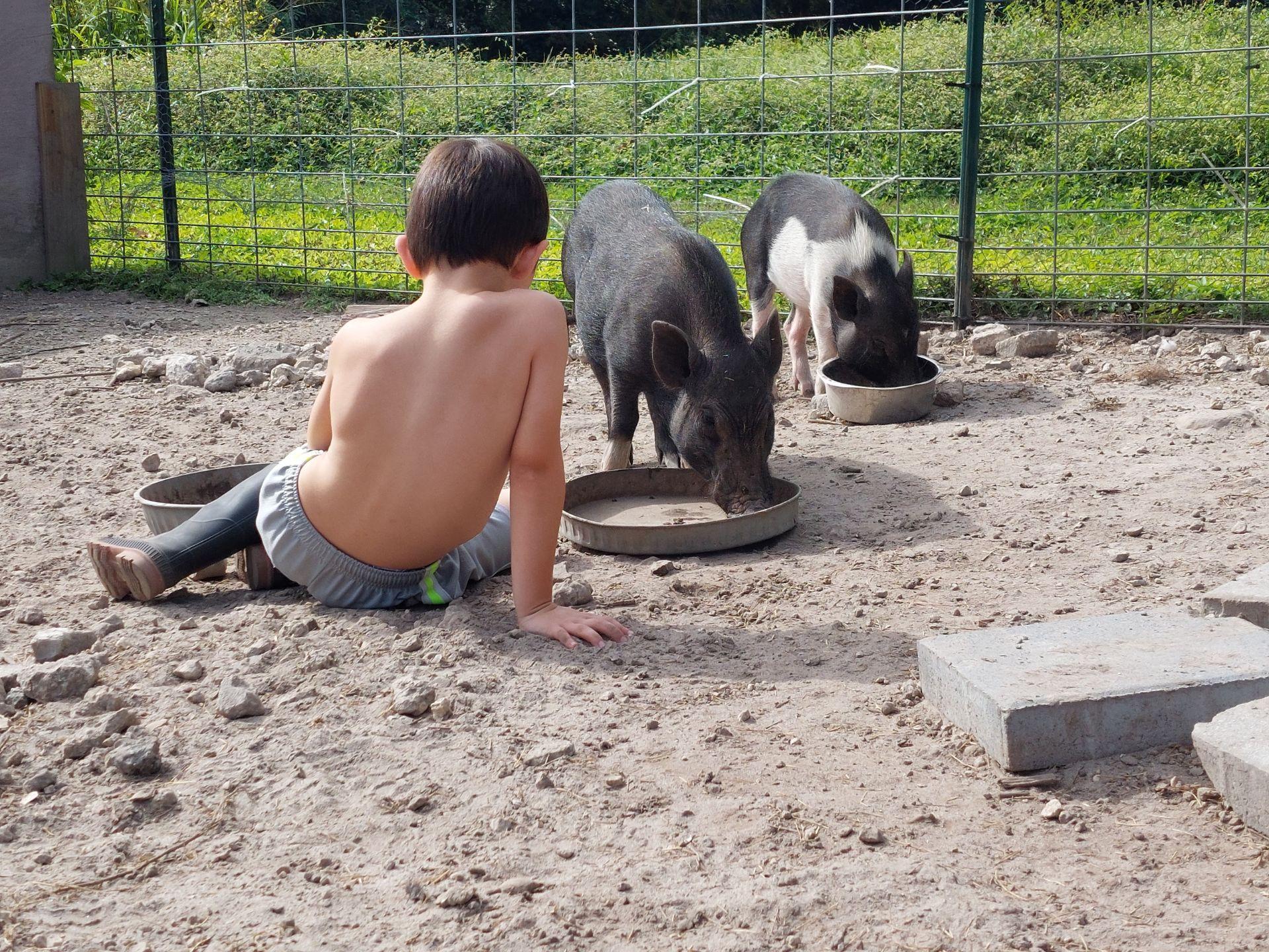 Enlarge Lana, Mo & Miney, a ADOPTABLE Pig in Margate, FL image 2/4