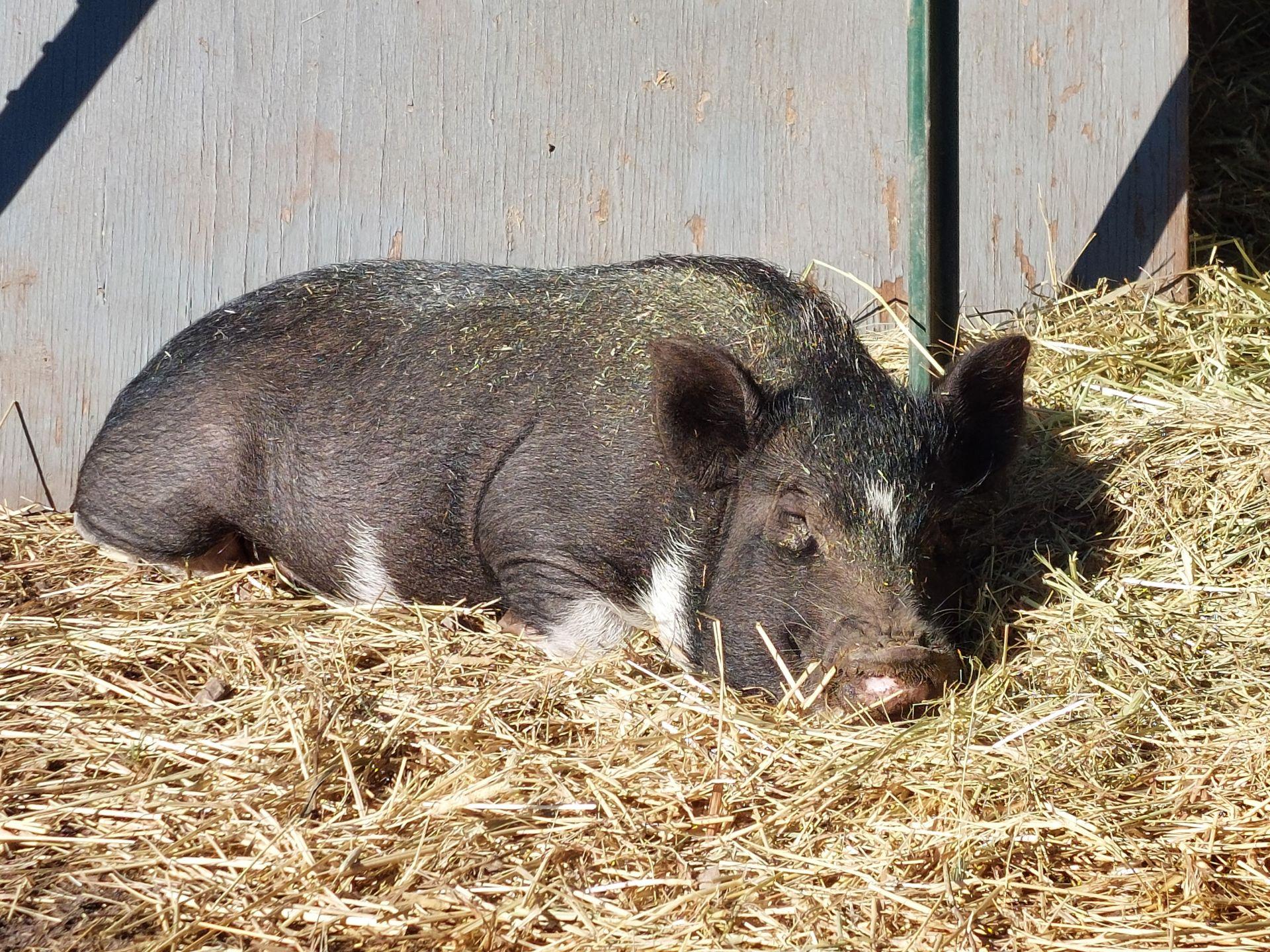 Enlarge Lana, Mo & Miney, a ADOPTABLE Pig in Margate, FL image 4/4