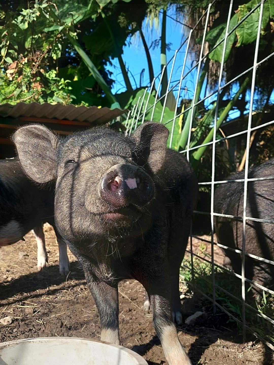 Enlarge Lana, Mo & Miney, a ADOPTABLE Pig in Margate, FL image 1/4