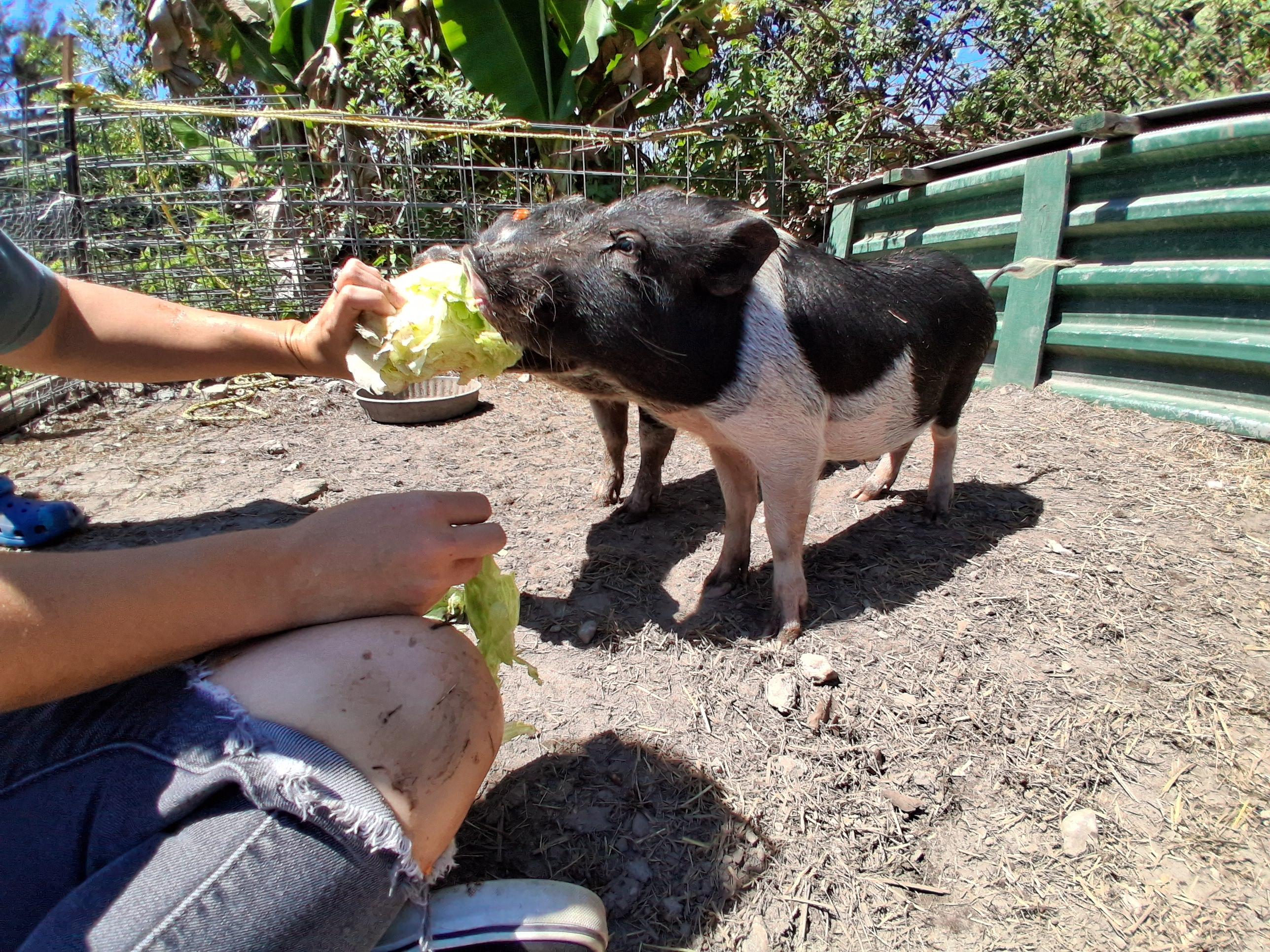 Enlarge Lana, Mo & Miney, a ADOPTABLE Pig in Margate, FL image 3/4