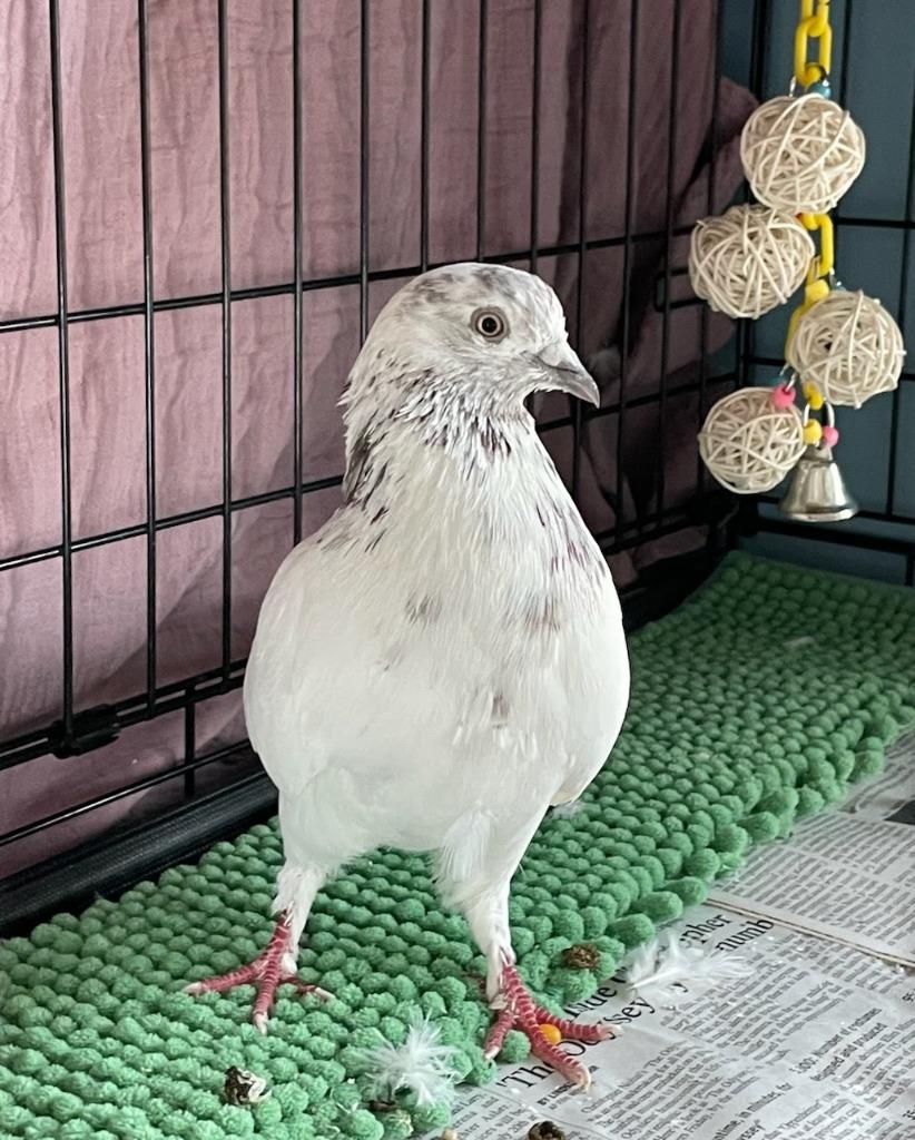 Tomatoes, Adoptable, Young Male Pigeon.