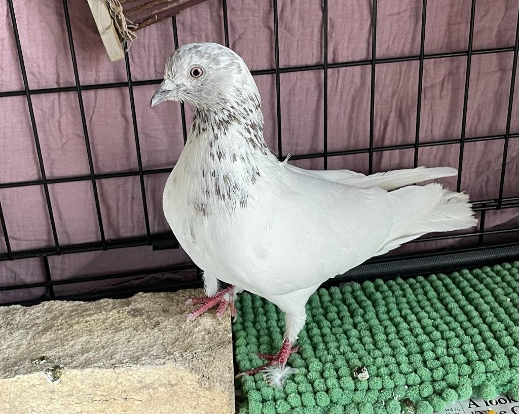Enlarge Tomatoes, a Adoptable Pigeon in Eagle Mountain, UT image 2/2