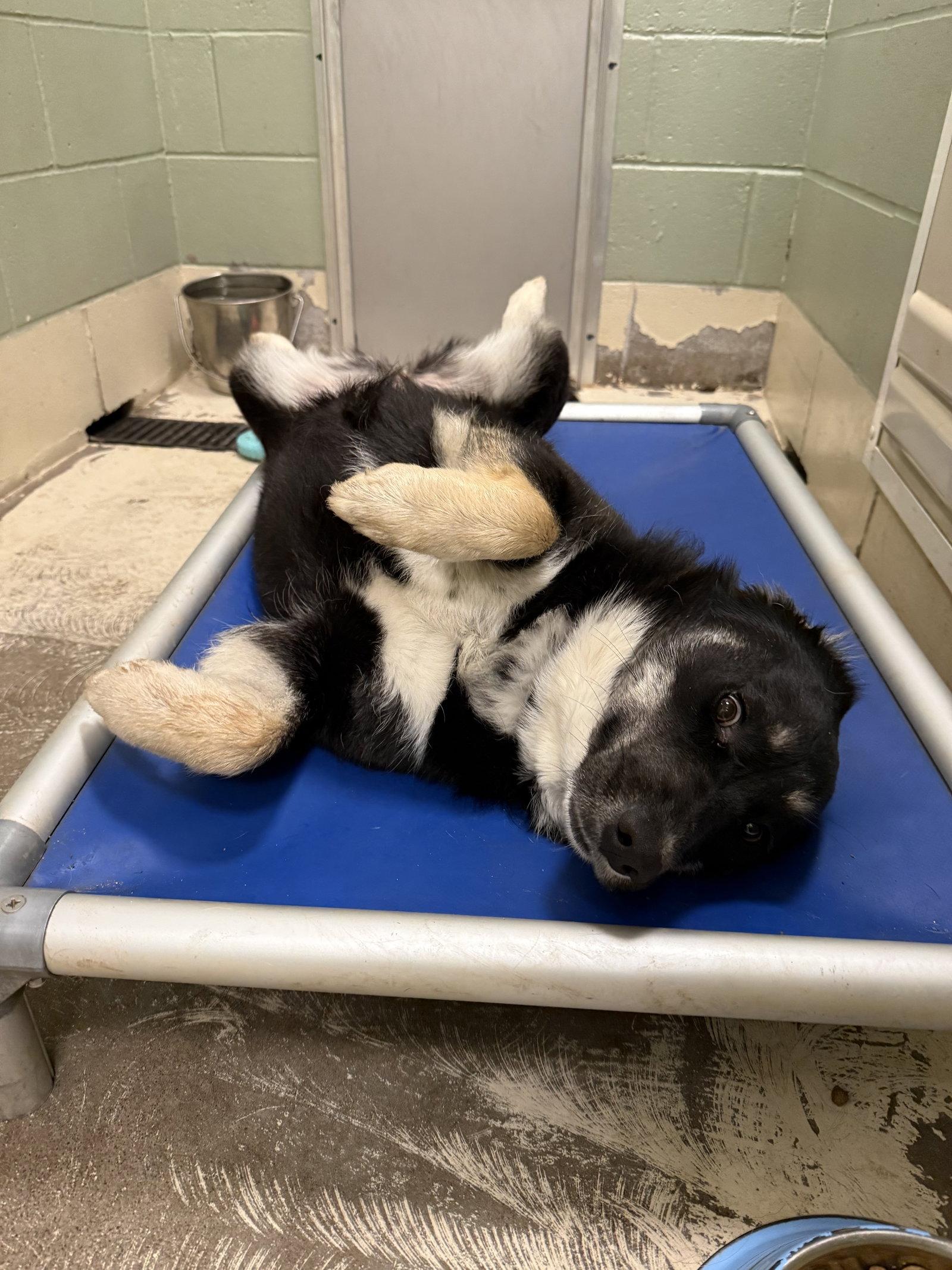 Enlarge Storm, a Adoptable Husky in Webster, WI image 1/3