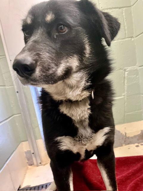 Enlarge Storm, a Adoptable Husky in Webster, WI image 1/3