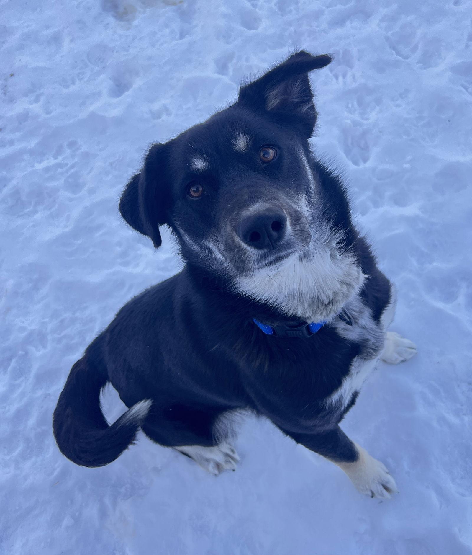 Enlarge Storm, a Adoptable Husky in Webster, WI image 2/3