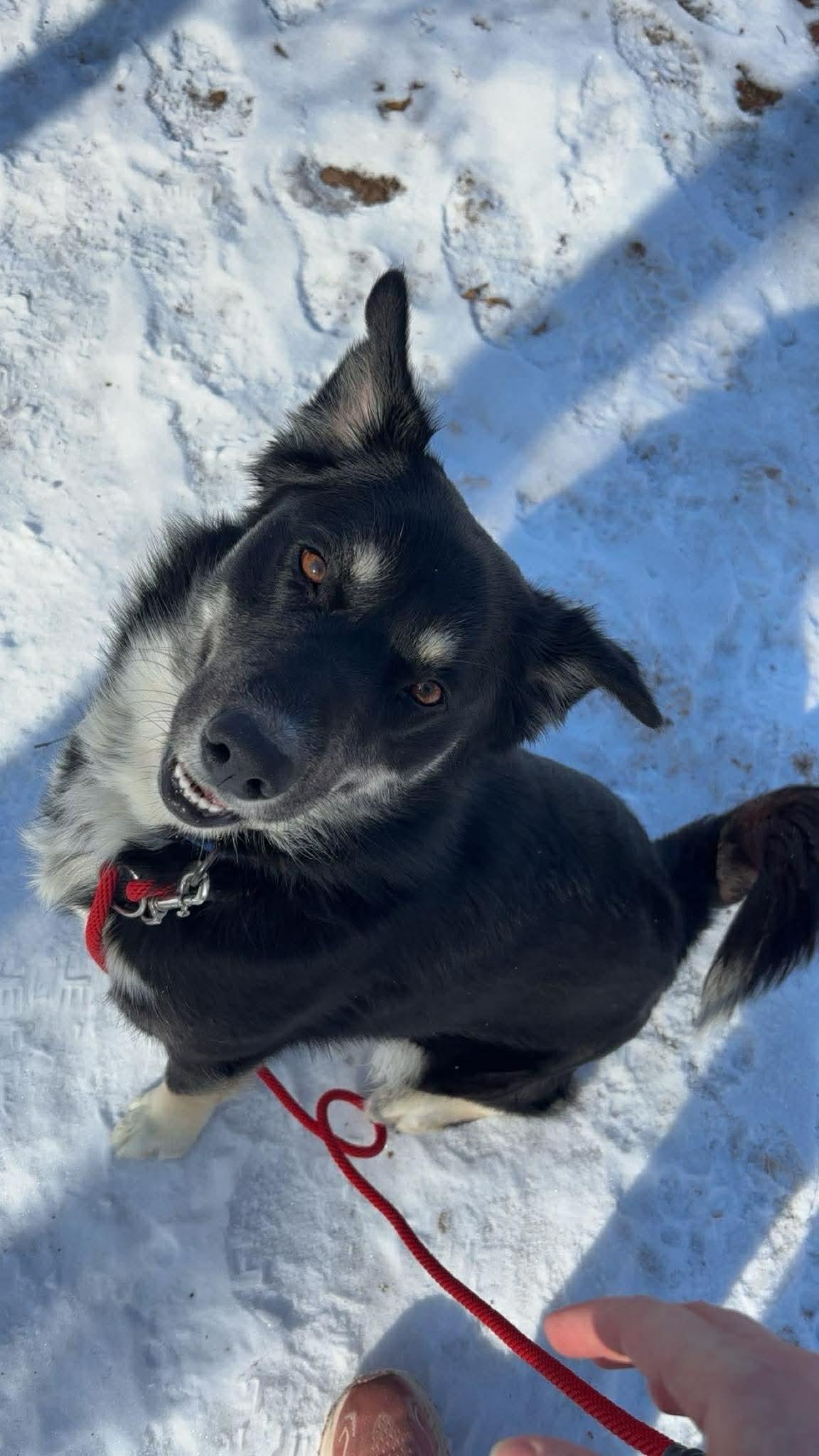 Enlarge Storm, a Adoptable Husky in Webster, WI image 3/3