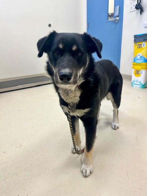 Enlarge Storm, a Adoptable Husky in Webster, WI image 3/3