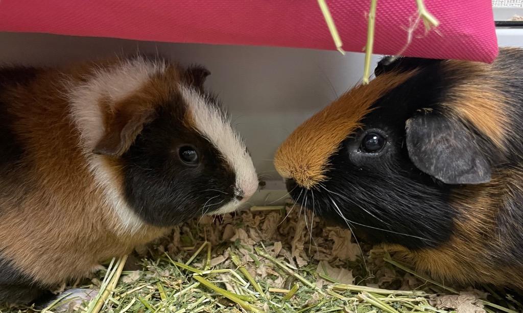 Luigi-Bonded to Mario (GP), a Adoptable Guinea Pig in Pomona, NY image 1/2
