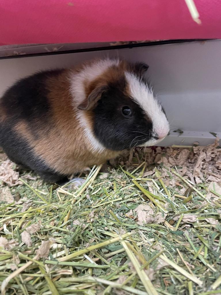 Luigi-Bonded to Mario (GP), a Adoptable Guinea Pig in Pomona, NY image 1/2