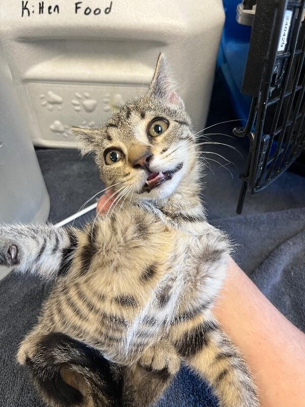 Enlarge Billy, a Adoptable Domestic Short Hair in Supply, NC image 1/2