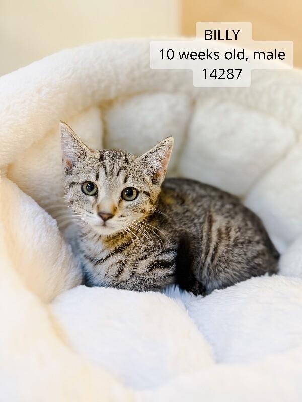 Enlarge Billy, a Adoptable Domestic Short Hair in Supply, NC image 2/2