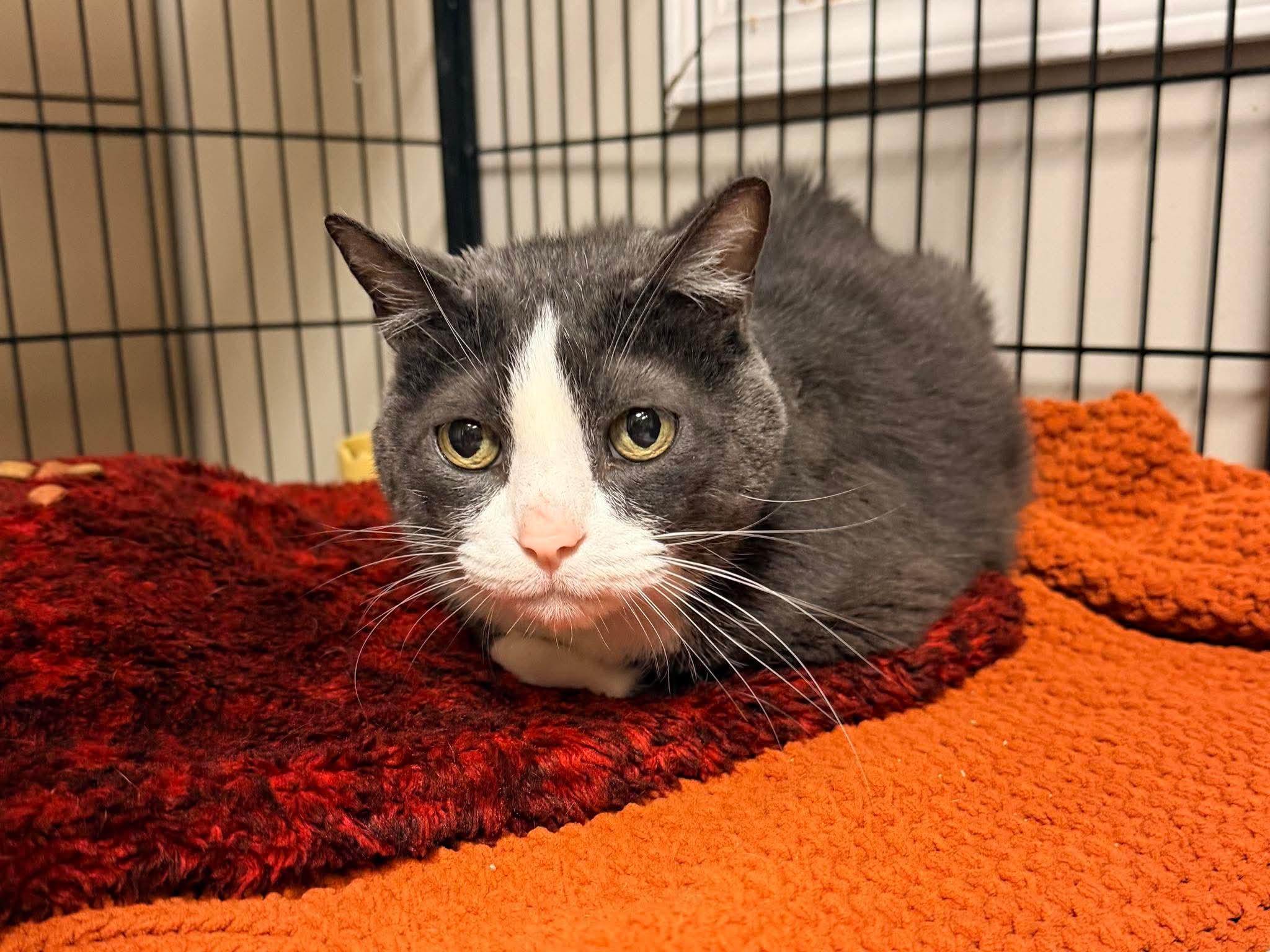 Enlarge Mia, a ADOPTABLE Domestic Short Hair in Ashland, KY image 1/1