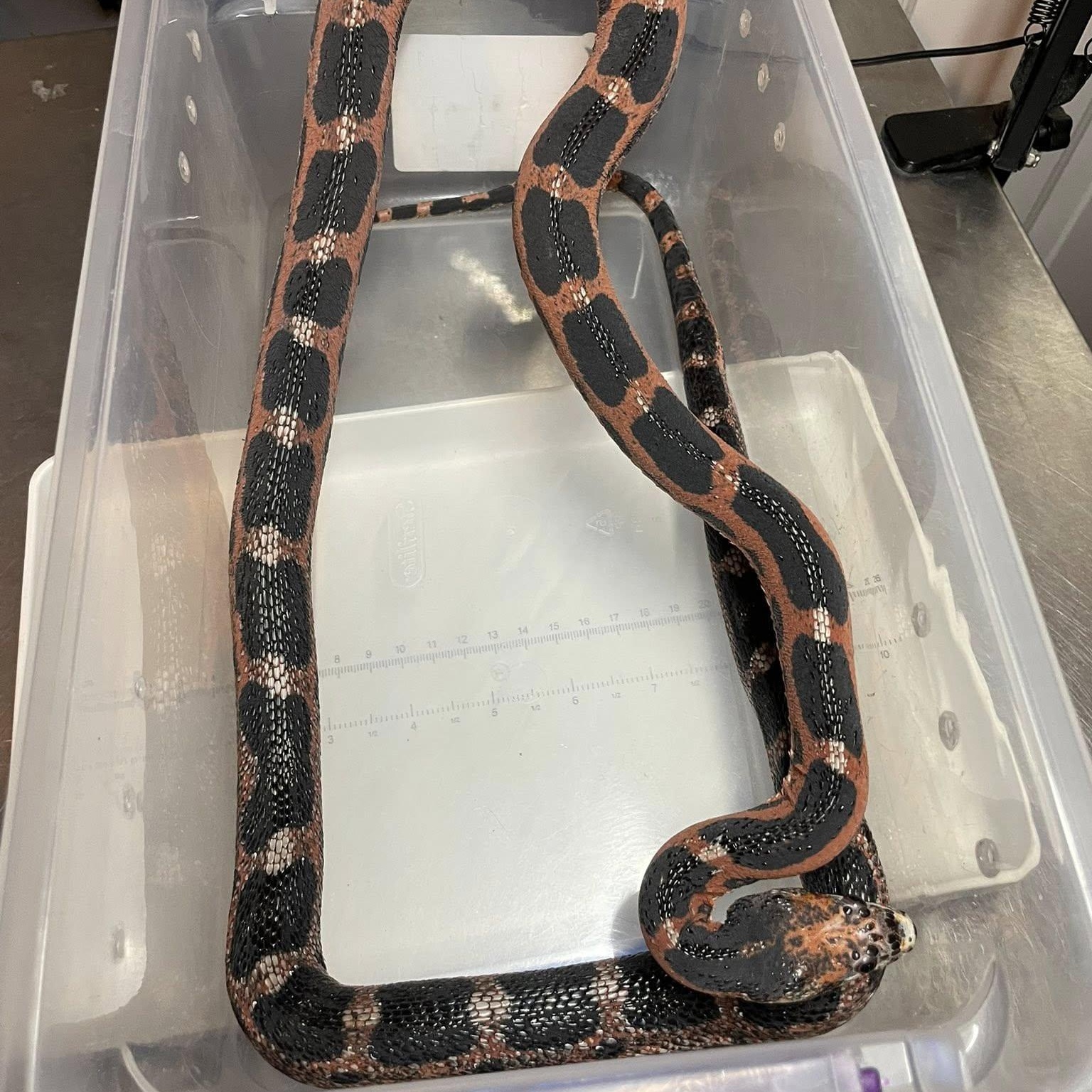 Ocelot, adopted, Adult Female Corn / Rat.