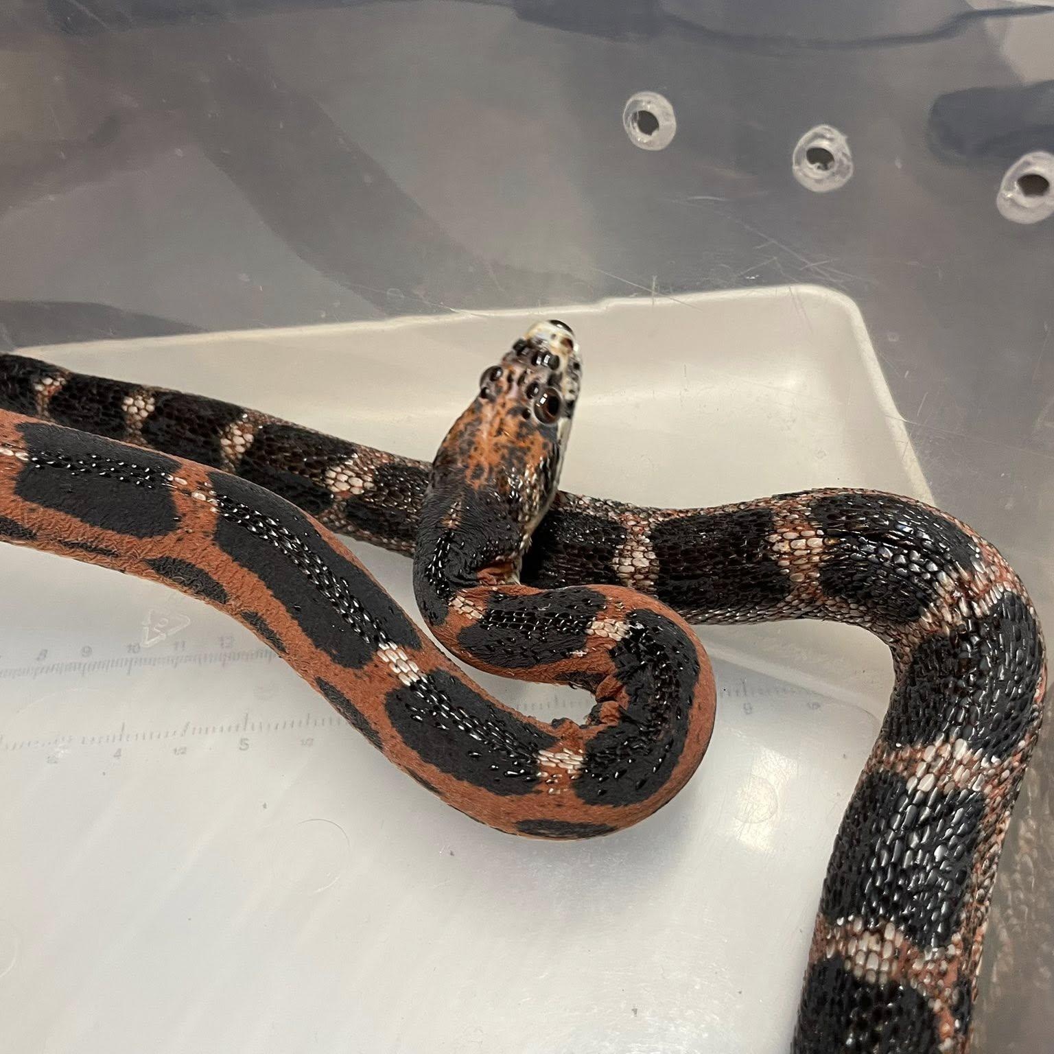 Enlarge Ocelot, an adopted Corn / Rat in Durham, NC image 2/2