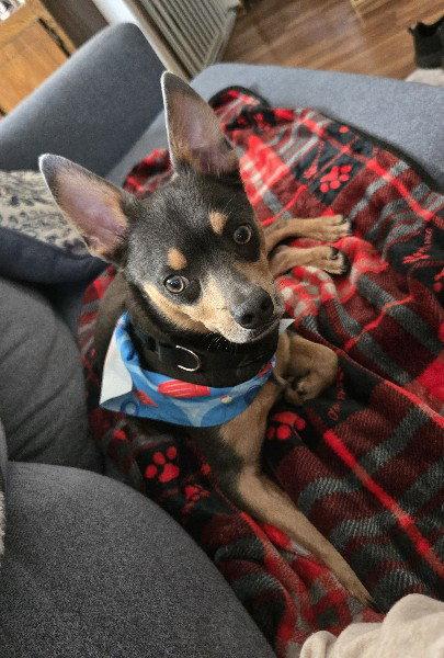 Gummy Bear, Adopted, Adult Male Miniature Pinscher & Chihuahua.