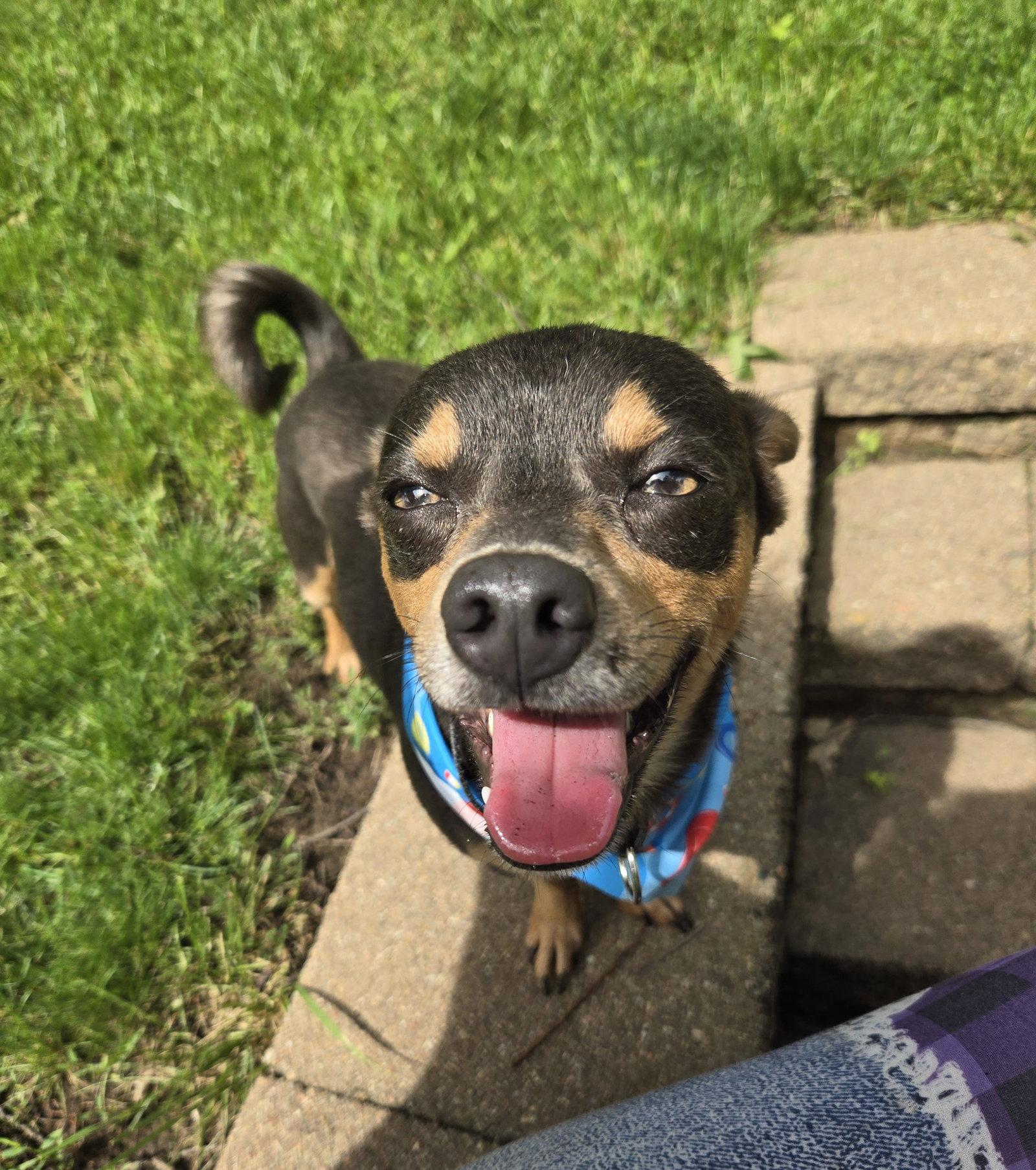 Enlarge Gummy Bear, a Adopted mixed breed in Council Bluffs, IA image 2/3