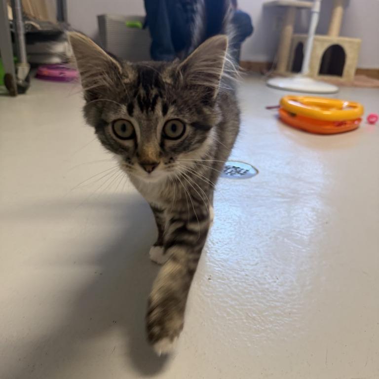 Enlarge Sparkler, a Adoptable Domestic Long Hair in Driggs, ID image 3/6