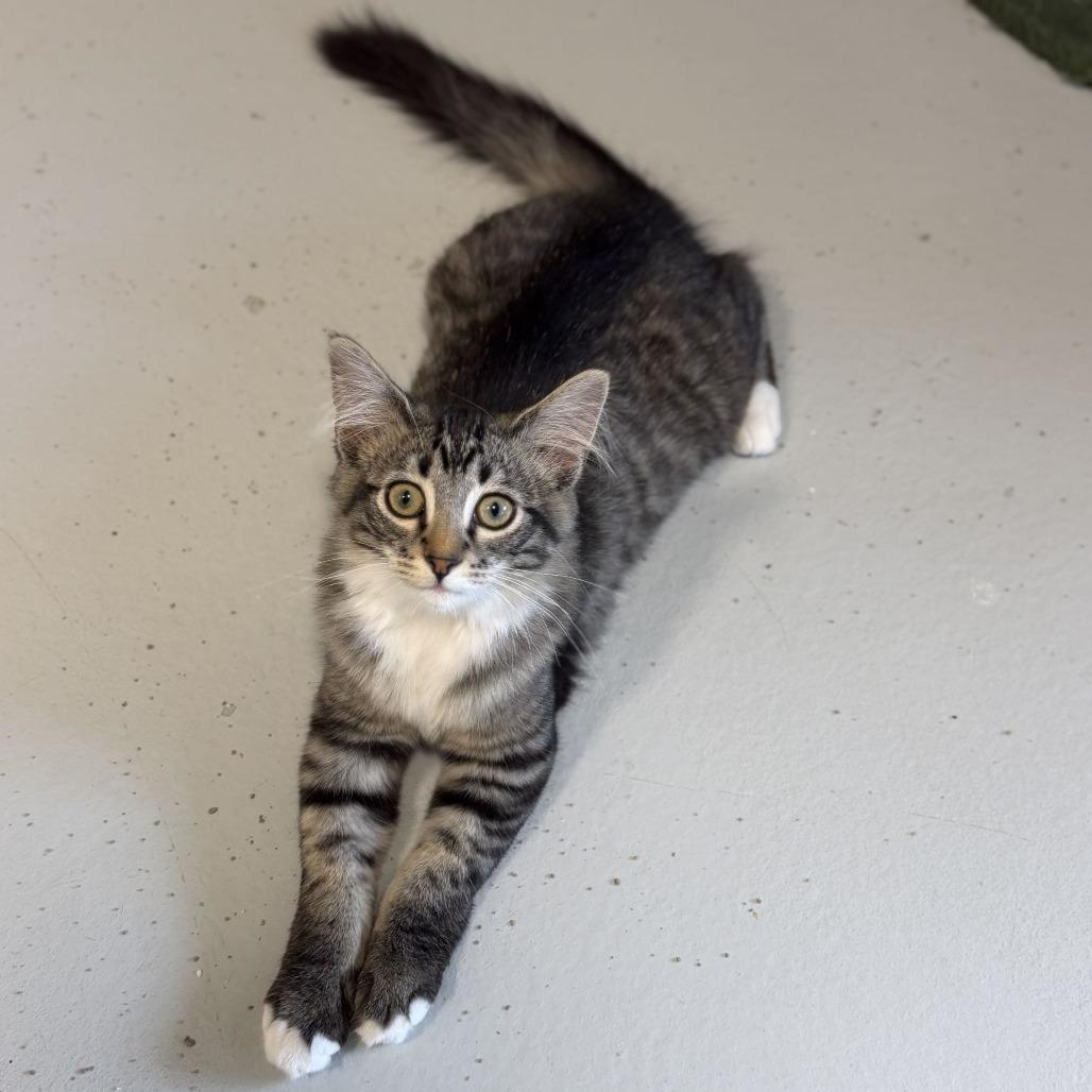 Enlarge Sparkler, a Adoptable Domestic Long Hair in Driggs, ID image 4/6