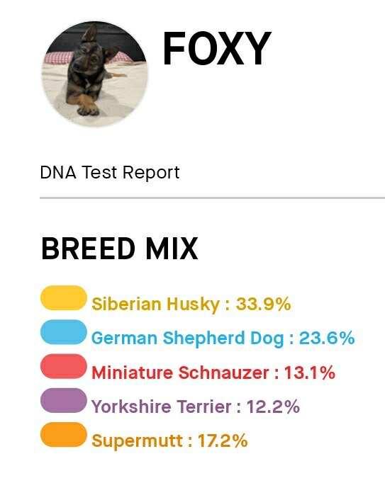 Foxy