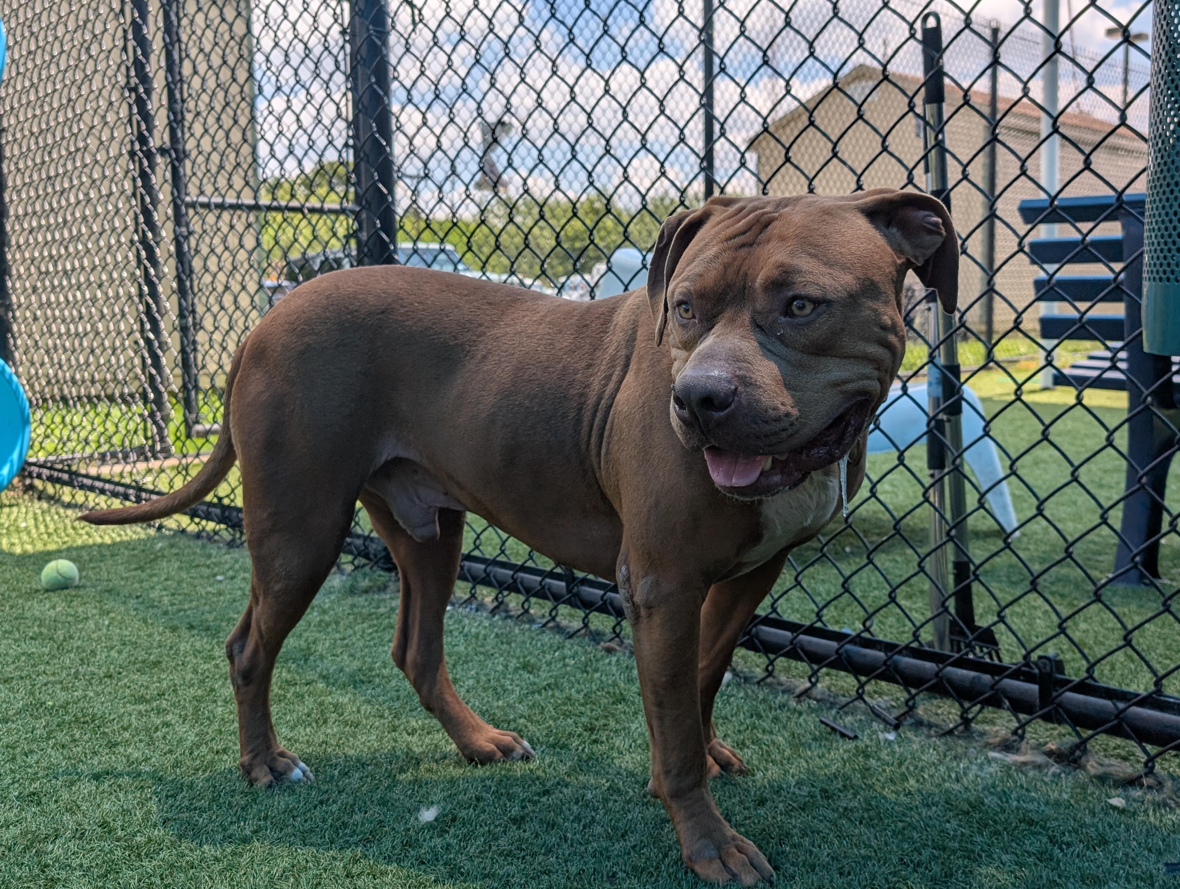 Red **Courtesy Post. Out of town pet. See below for details**