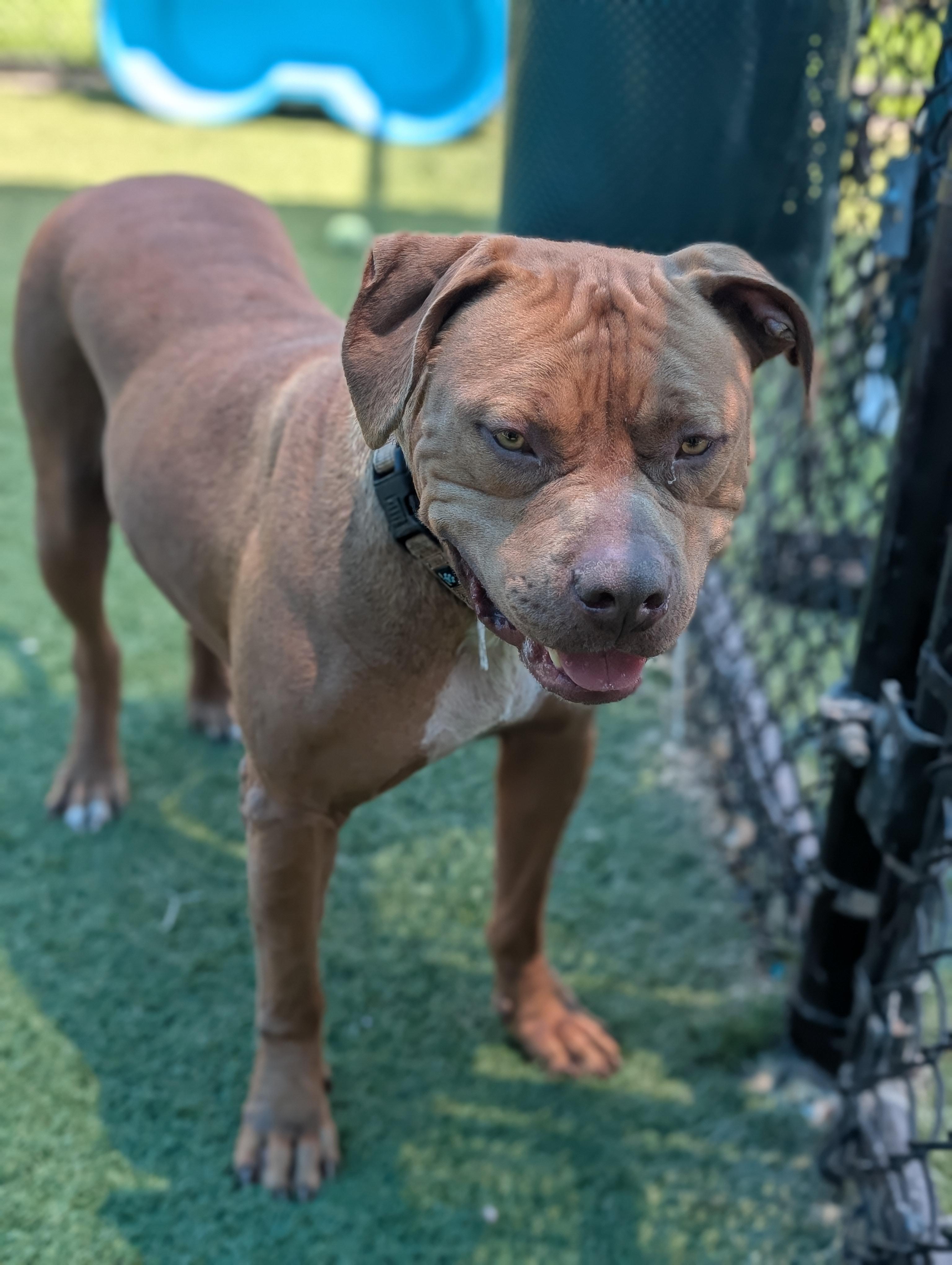 Enlarge Red **Courtesy Post. Out of town pet. See below for details**, a Adoptable Pit Bull Terrier in Eagle, ID image 2/4