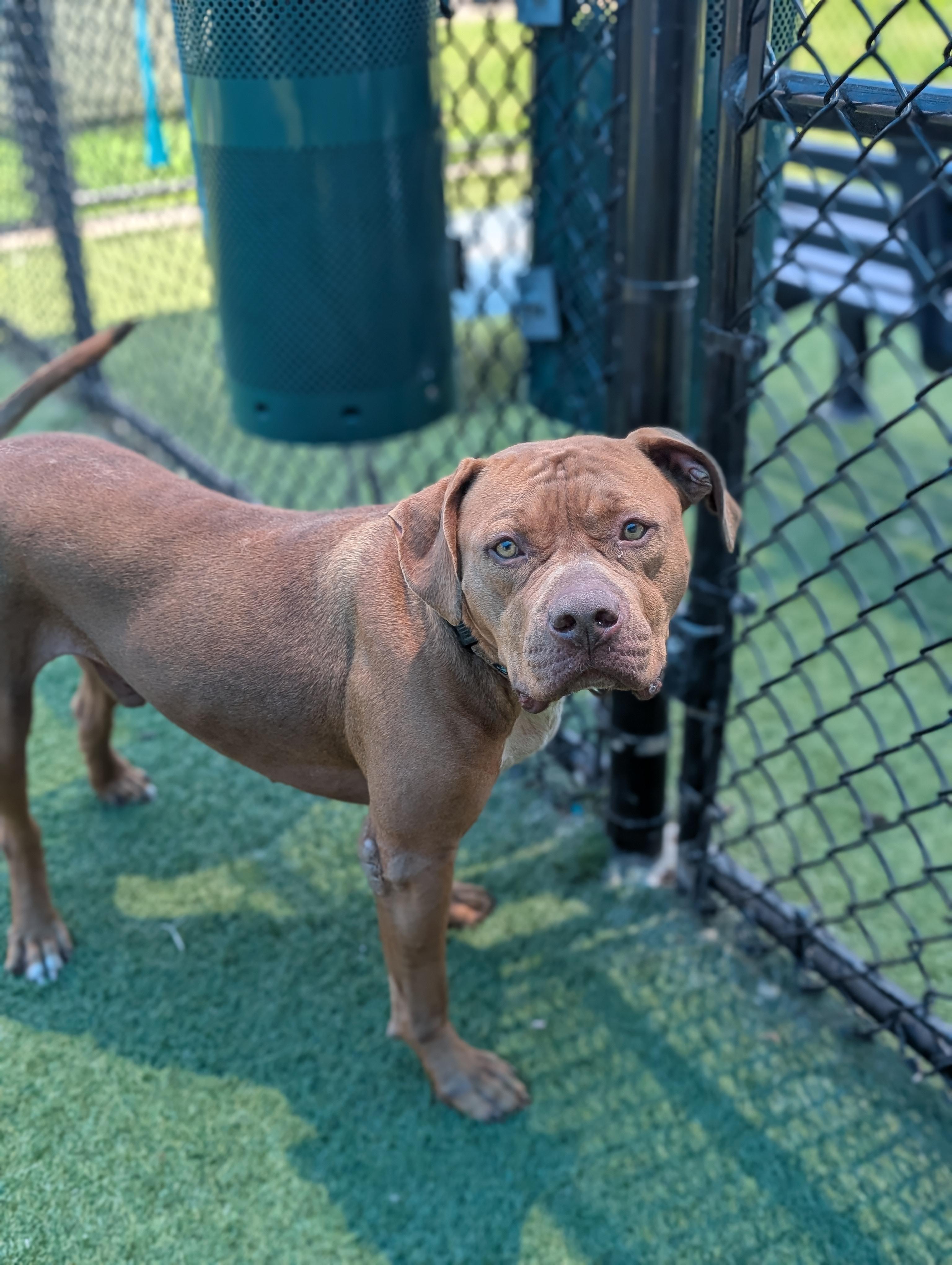 Enlarge Red **Courtesy Post. Out of town pet. See below for details**, a Adoptable Pit Bull Terrier in Eagle, ID image 3/4
