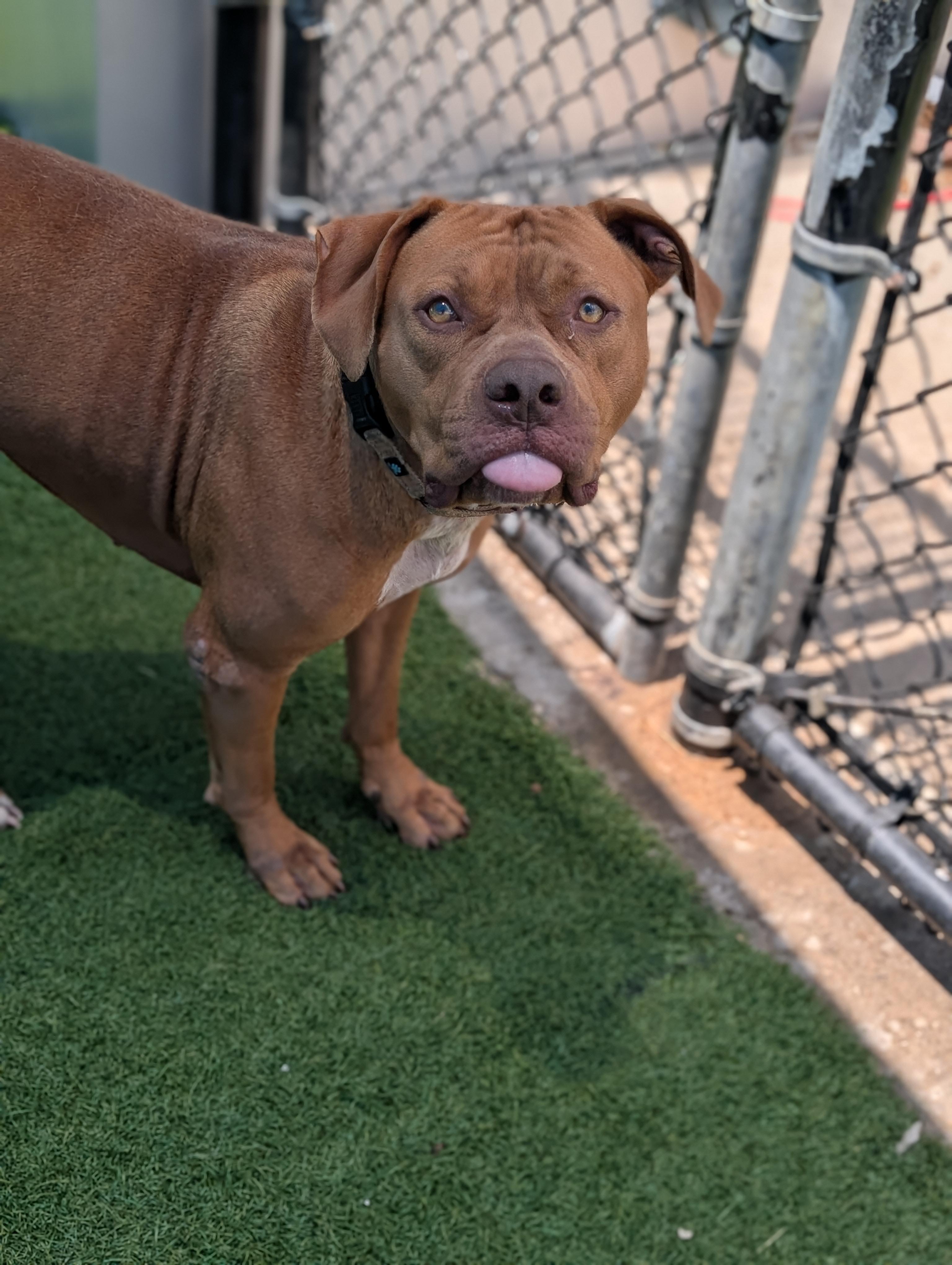 Enlarge Red **Courtesy Post. Out of town pet. See below for details**, a Adoptable Pit Bull Terrier in Eagle, ID image 4/4