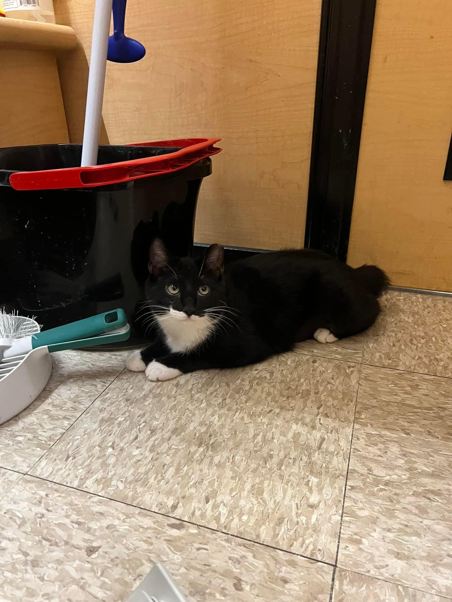 Enlarge Peppermint, a Adopted Domestic Short Hair in Sicklerville , NJ image 1/3