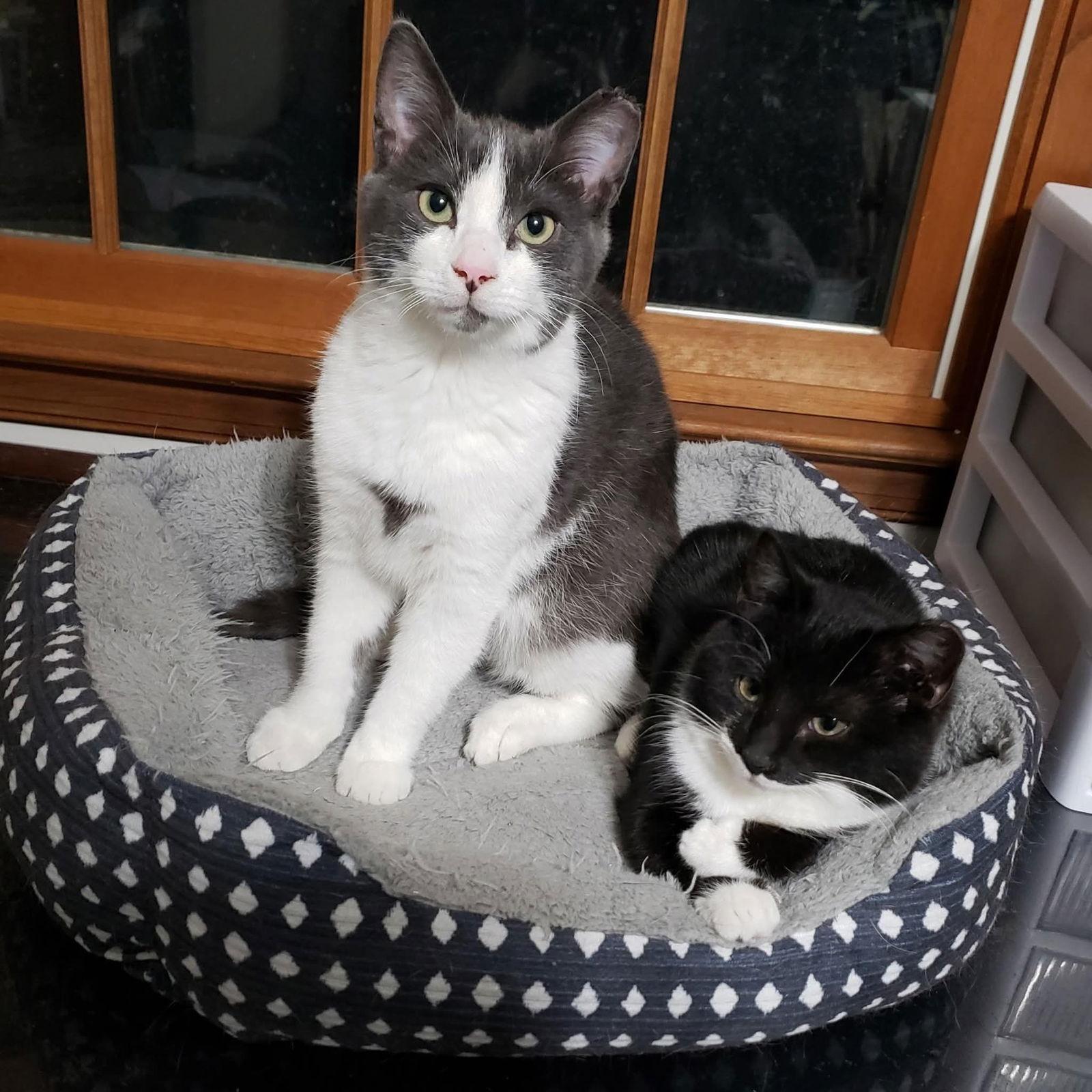 Enlarge Peppermint, a Adopted Domestic Short Hair in Sicklerville , NJ image 2/3