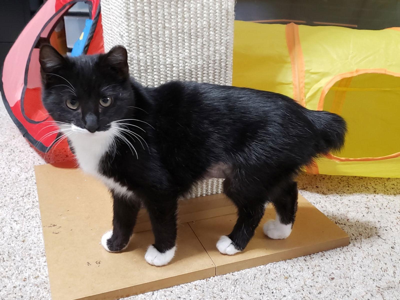 Enlarge Peppermint, a Adopted Domestic Short Hair in Sicklerville , NJ image 3/3