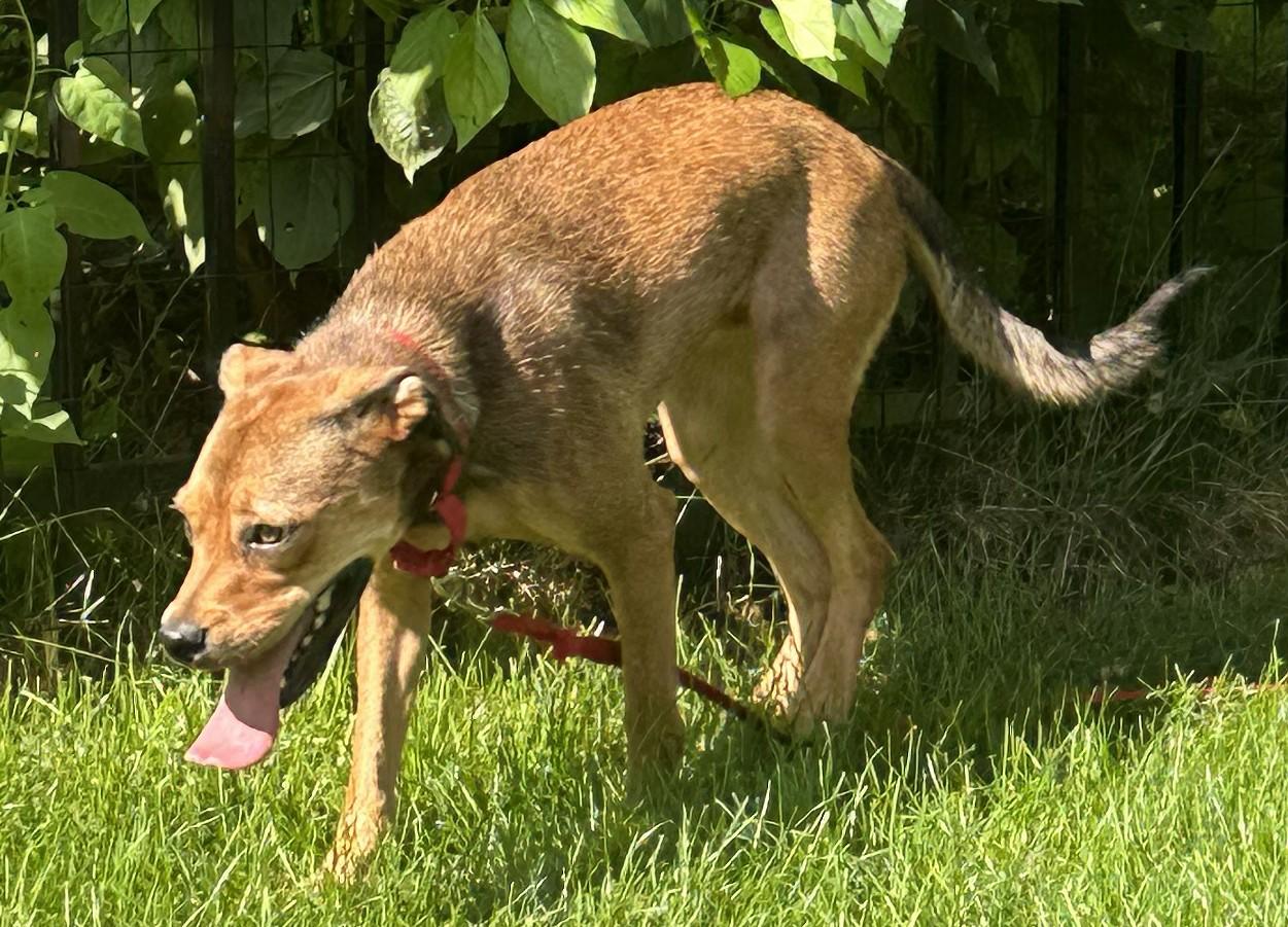 Moxie, a ADOPTABLE mixed breed in Bartlett, IL image 5/6