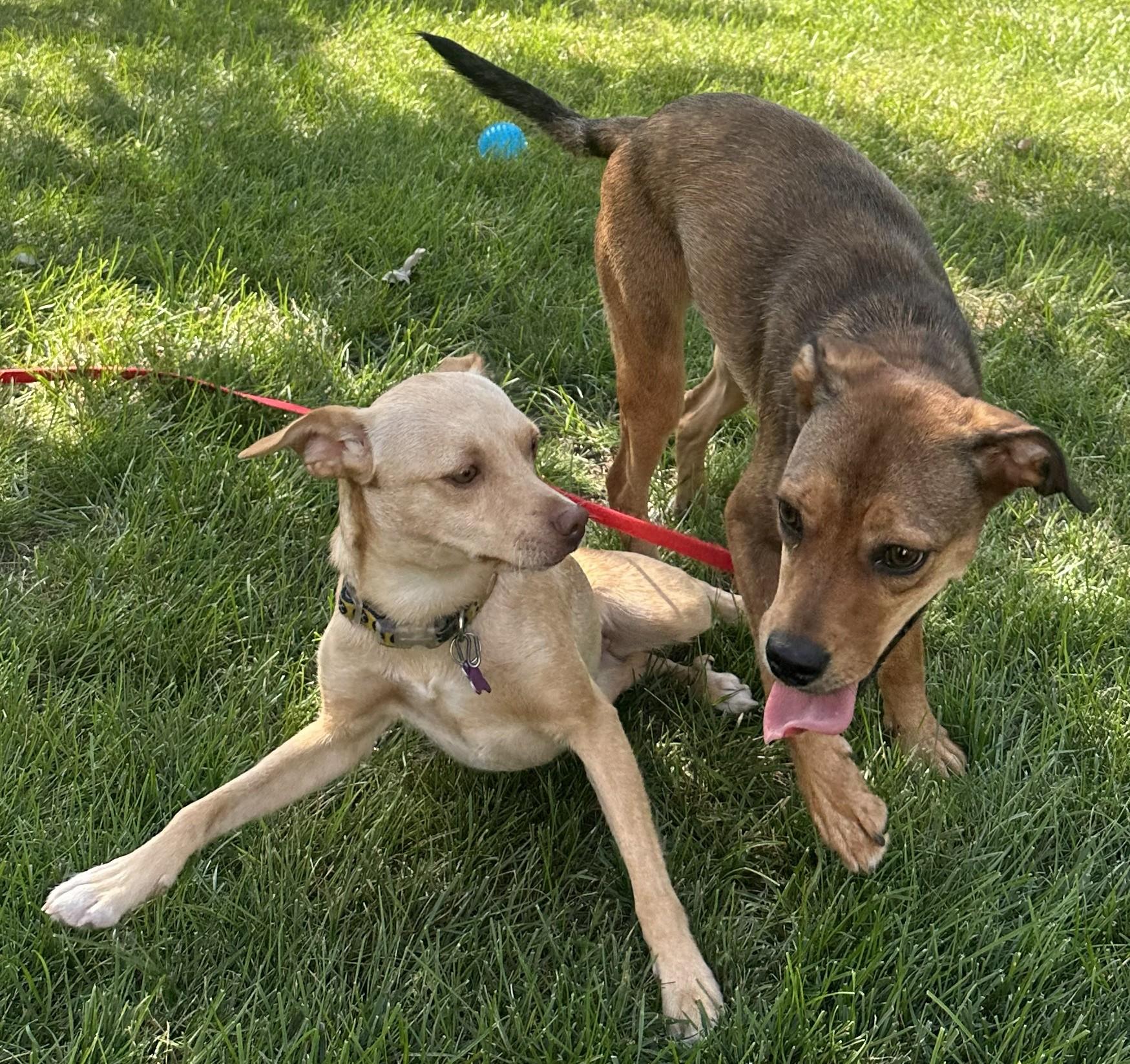 Moxie, a ADOPTABLE mixed breed in Bartlett, IL image 3/6