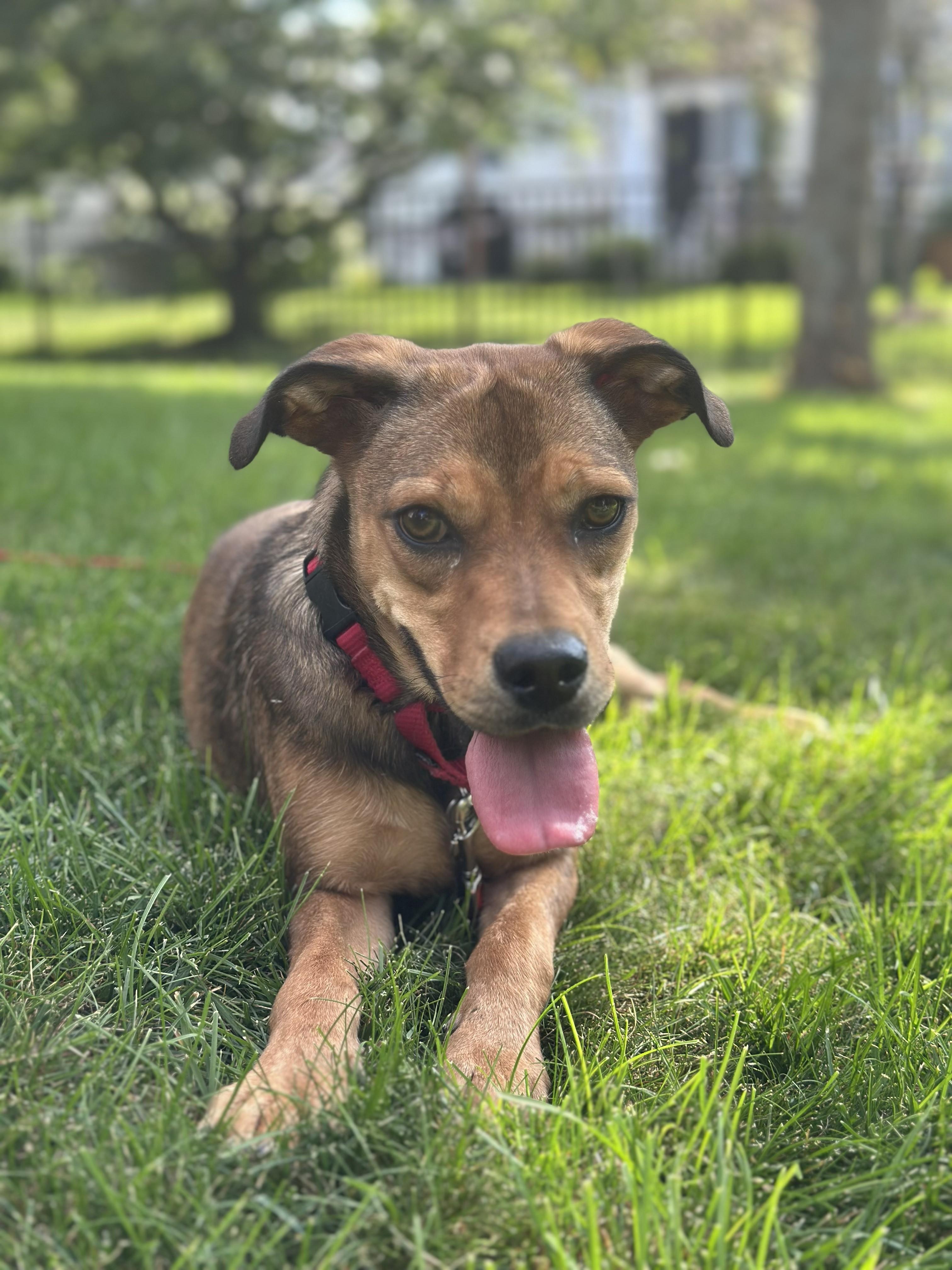 Moxie, ADOPTABLE, Young Female Beagle & Shepherd.