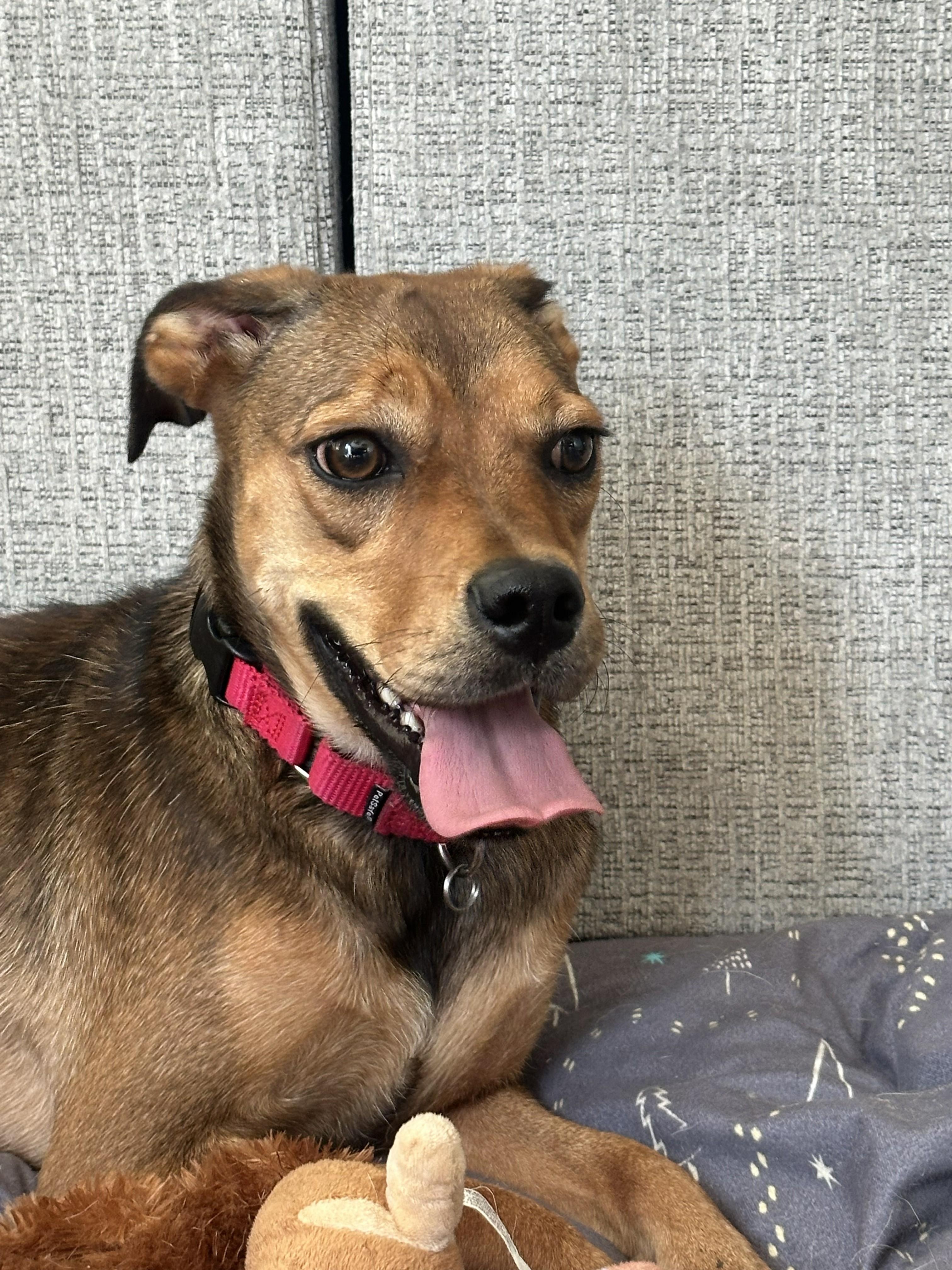 Moxie, a ADOPTABLE mixed breed in Bartlett, IL image 6/6