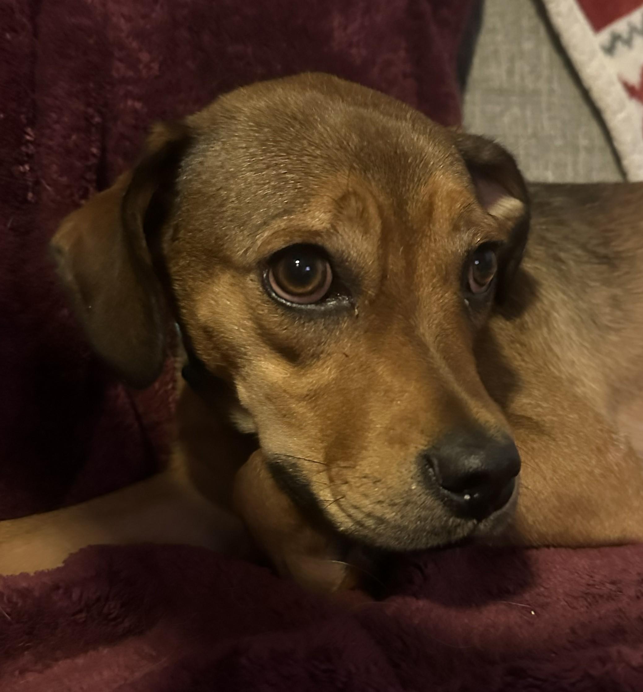 Moxie, a ADOPTABLE mixed breed in Bartlett, IL image 4/6