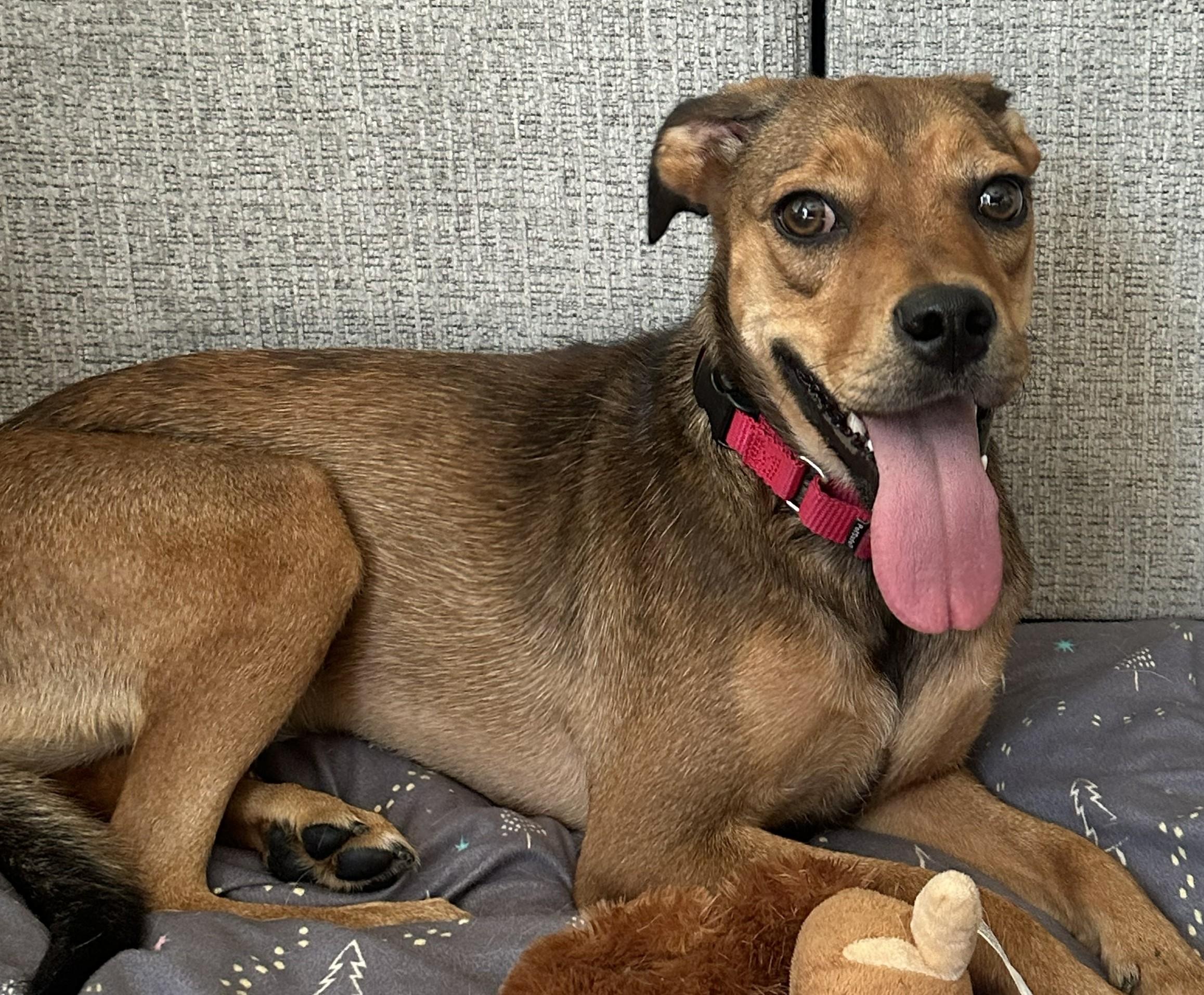 Moxie, a ADOPTABLE mixed breed in Bartlett, IL image 2/6
